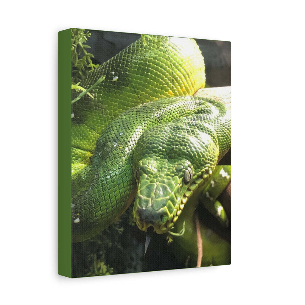Green Tree Python Canvas Print — Tropical Snake Wall Art (Matte Stretched)