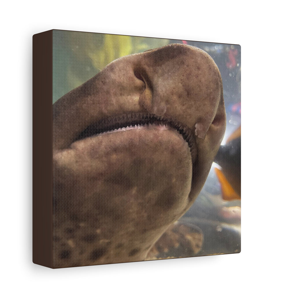 Swell Shark Close-Up Matte Canvas Print — Stretched 1.25" Wall Art