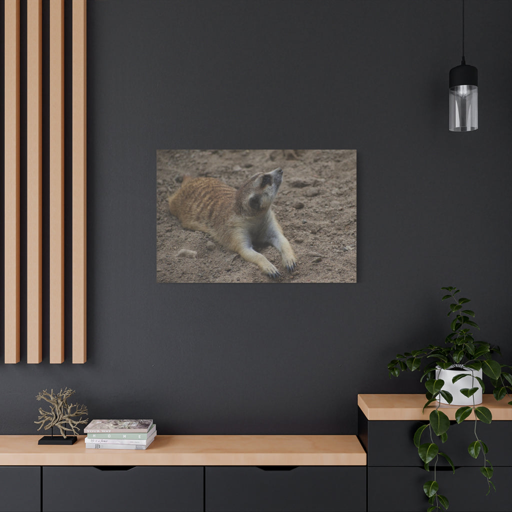 Meerkat Stretch Canvas Wall Art – Relaxed Desert Wildlife Print