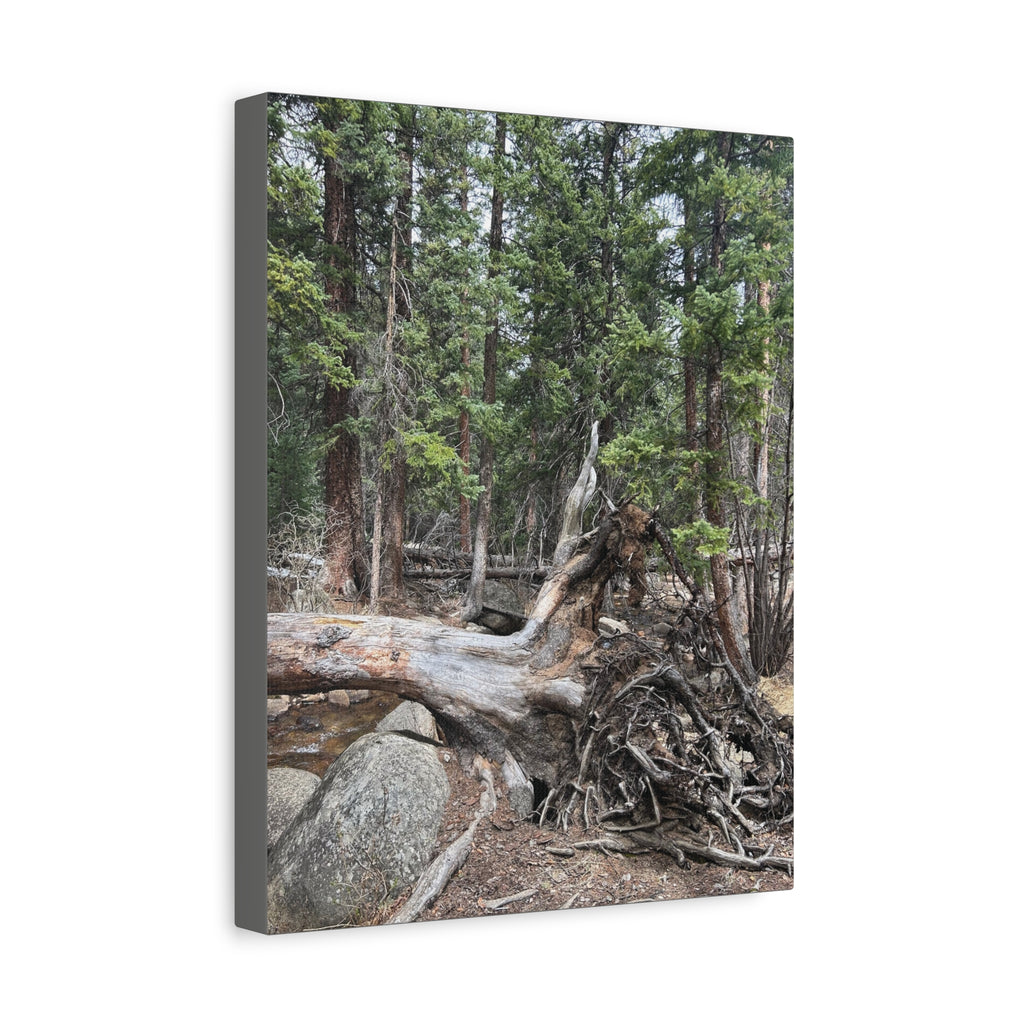 Forest Rootscape Matte Canvas Print — Stretched Wall Art
