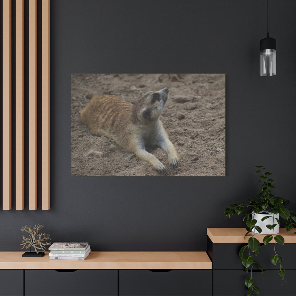 Meerkat Stretch Canvas Wall Art – Relaxed Desert Wildlife Print
