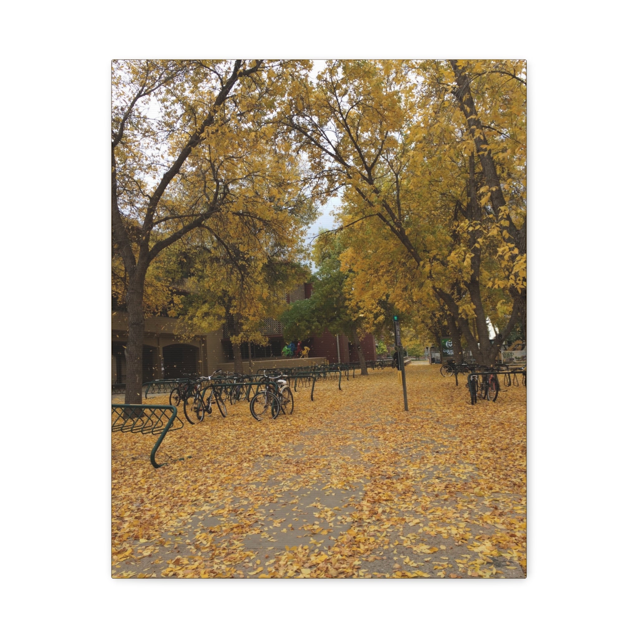 Autumn Campus Walk Matte Canvas Print