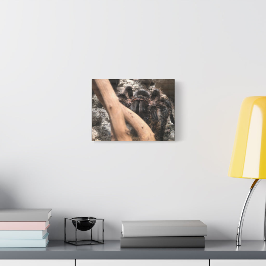 Tarantula Staredown Matte Canvas Print — Naturalistic Arachnid Wall Art