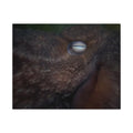 Octopus Eye Jigsaw Puzzle with Tin — Dark Ocean Marine Life Puzzle Gift