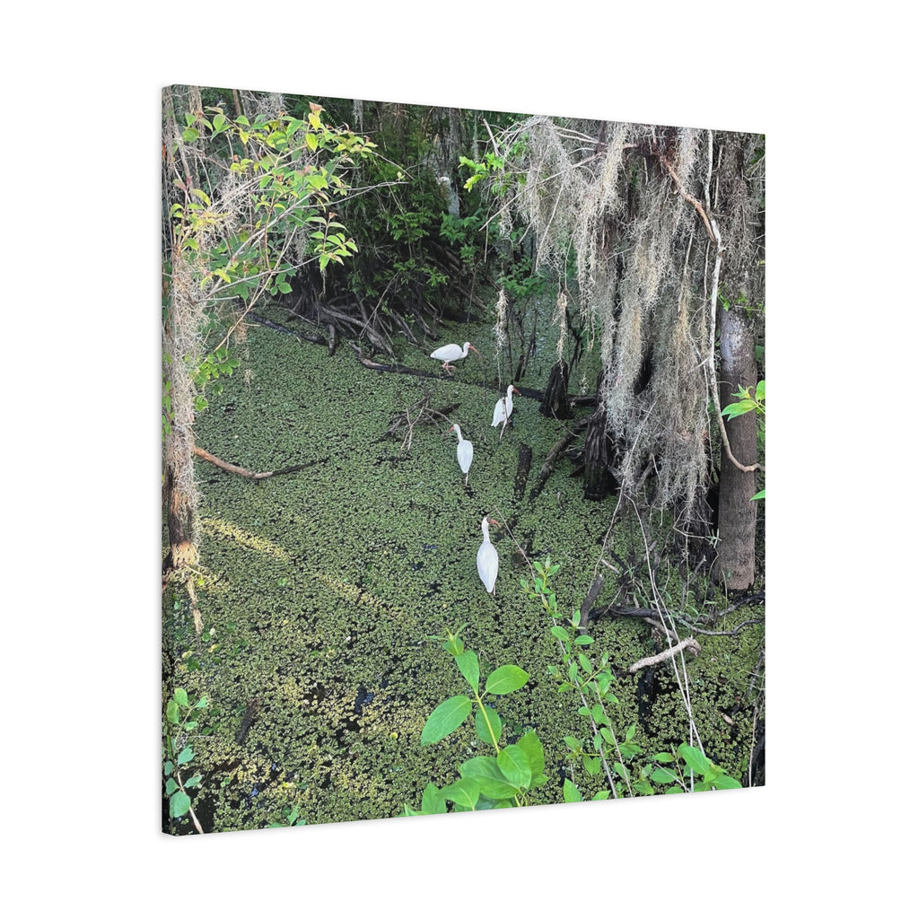 Swamp Egrets Canvas Print — Matte Stretched Nature Wall Art
