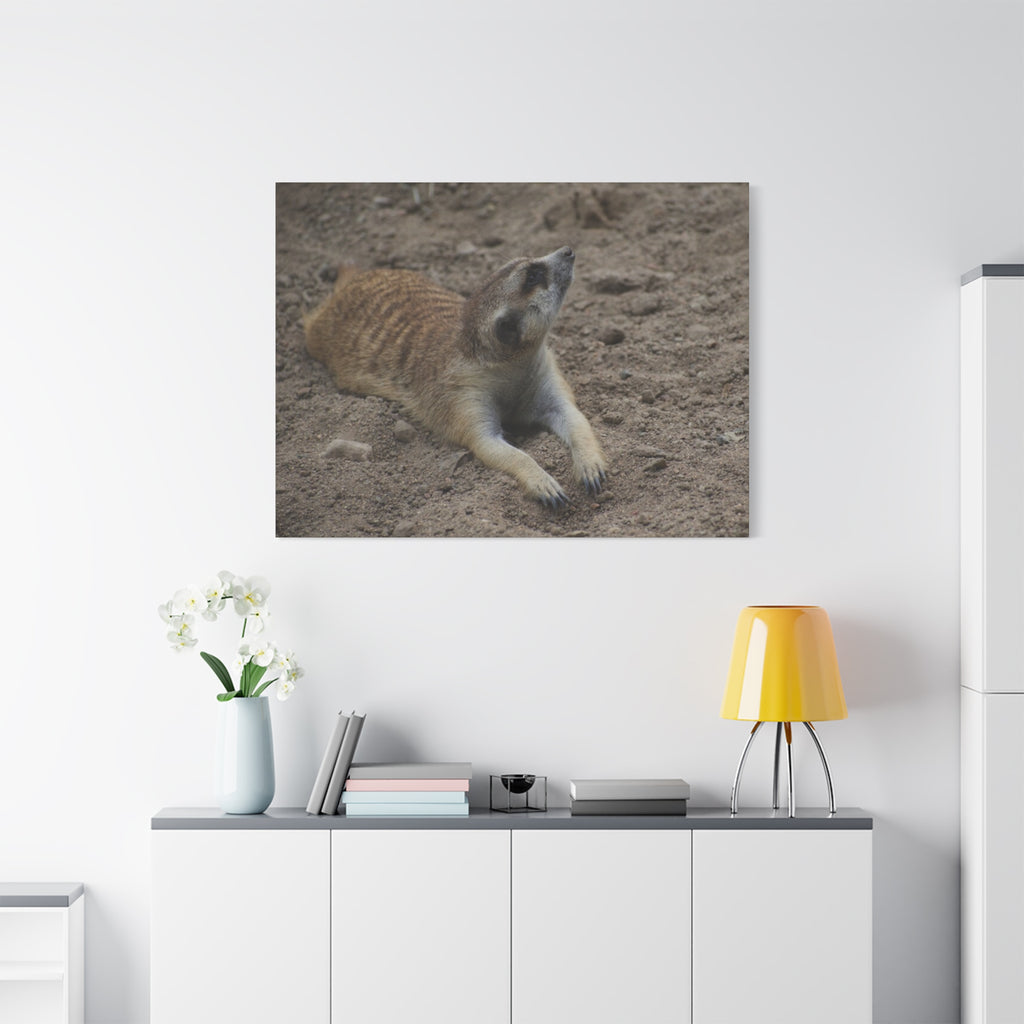 Meerkat Stretch Canvas Wall Art – Relaxed Desert Wildlife Print