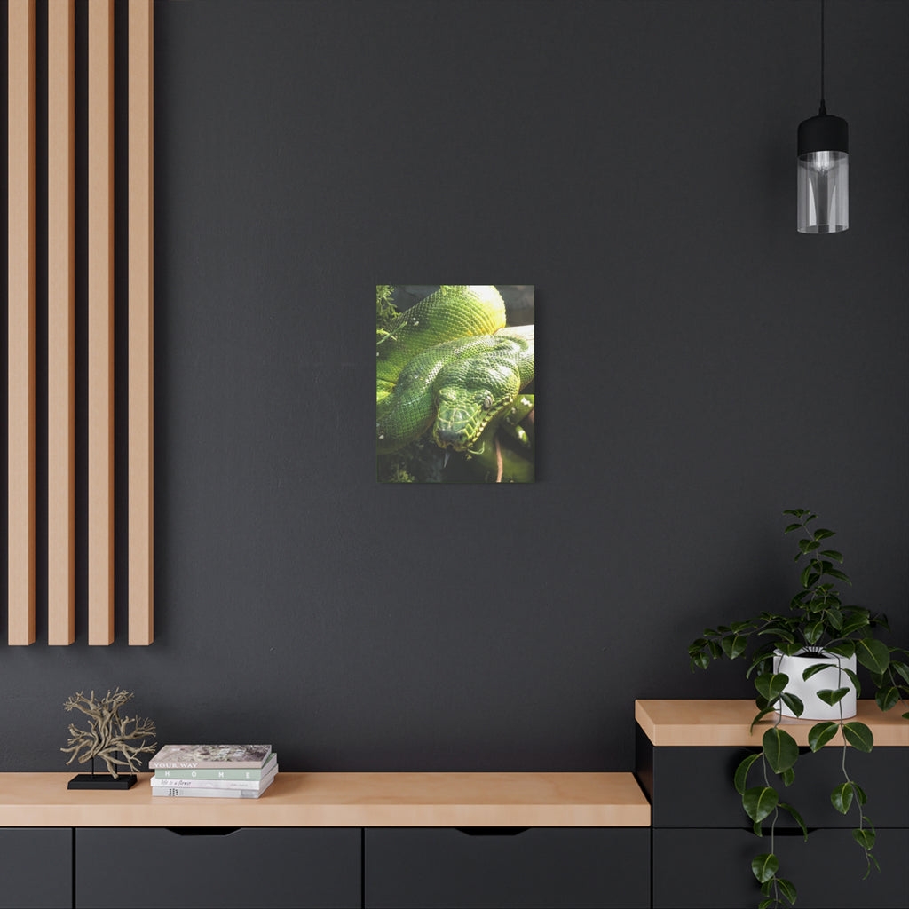 Green Tree Python Canvas Print — Tropical Snake Wall Art (Matte Stretched)