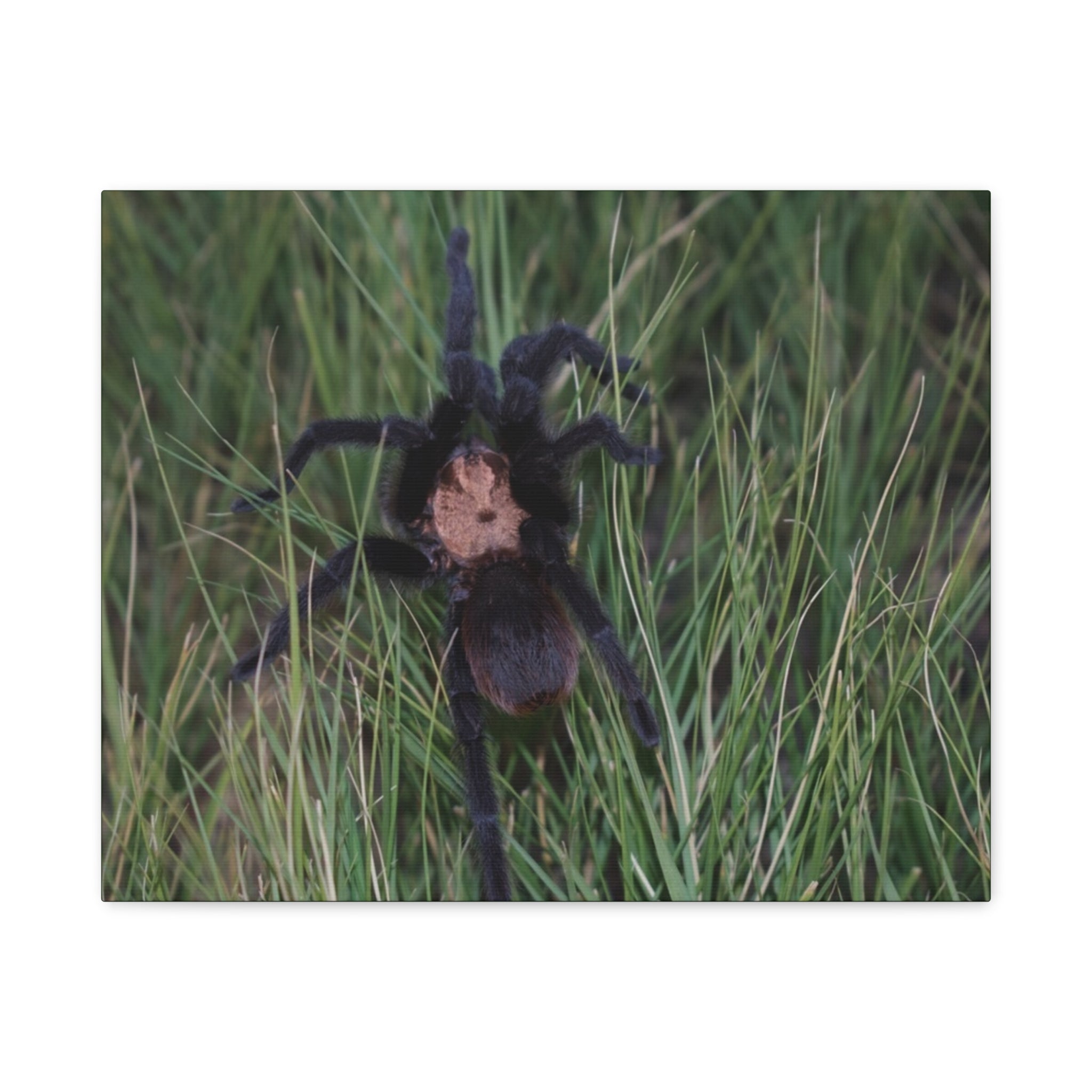 Roaming Tarantula Wall Art Canvas - Realistic Spider Photography on Matte Stretched Canvas