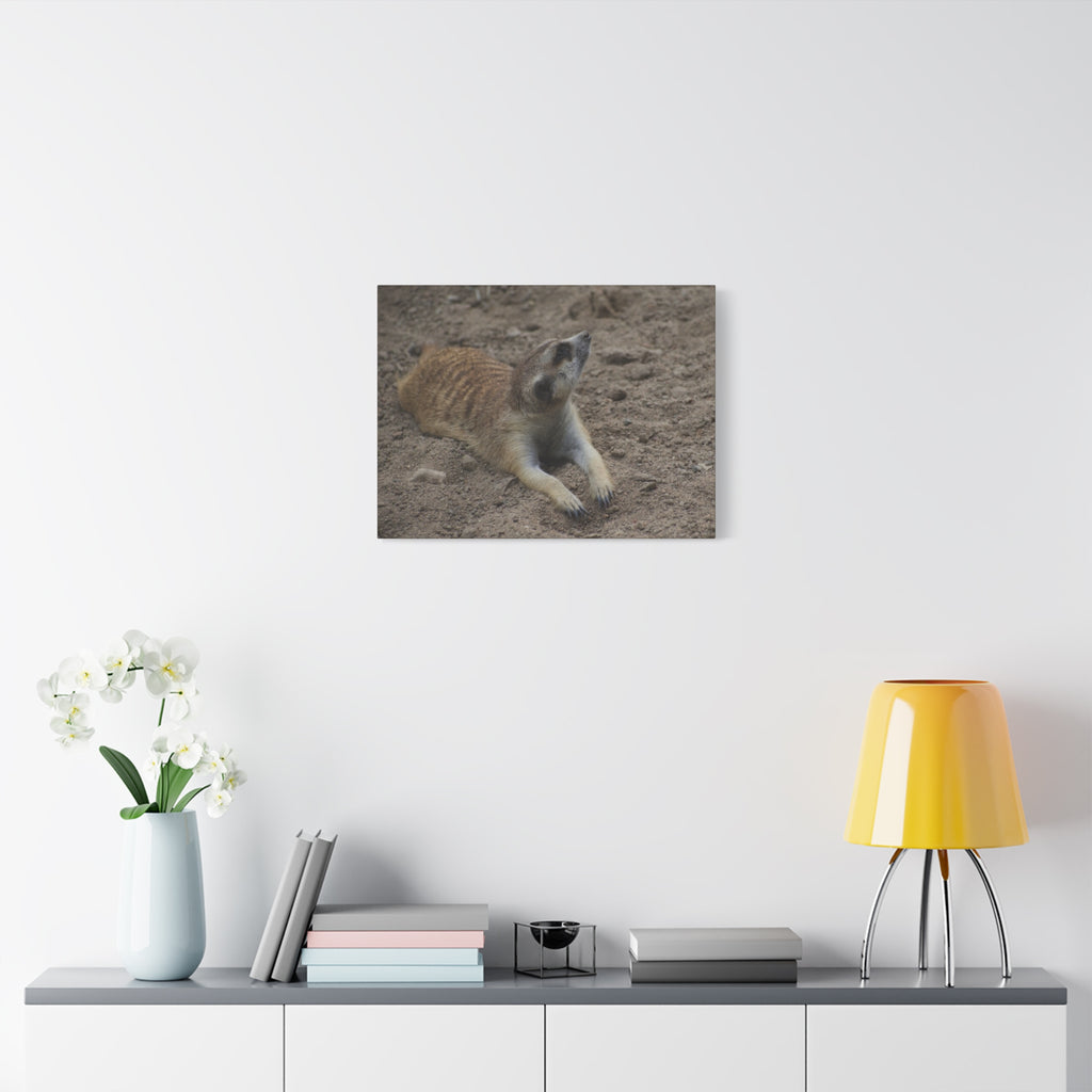 Meerkat Stretch Canvas Wall Art – Relaxed Desert Wildlife Print