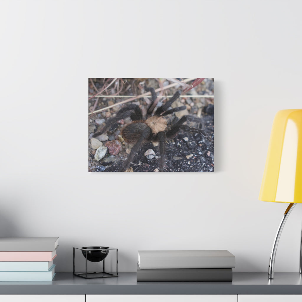 Tarantula Canvas Print — Matte Stretched Wall Art