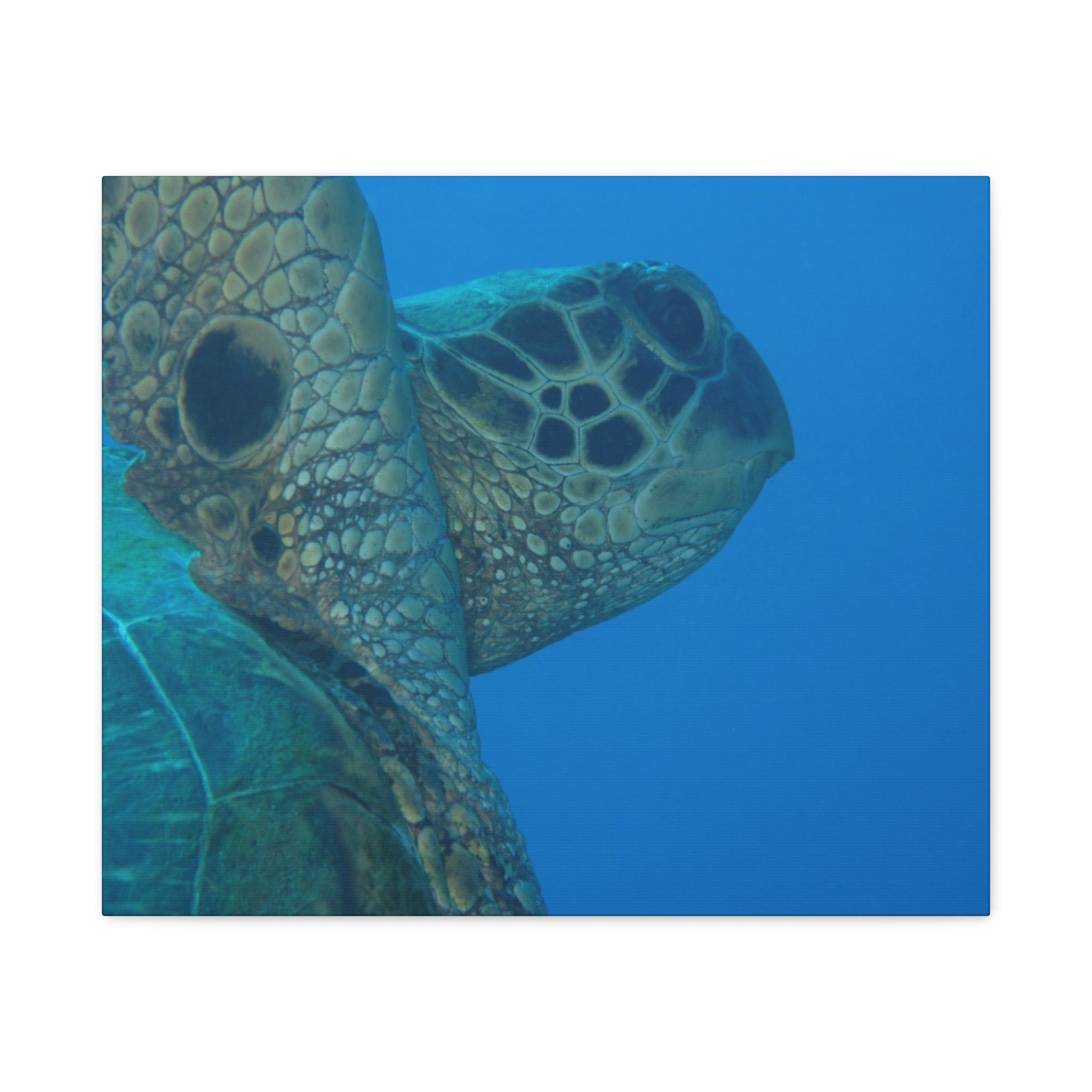 Green Sea Turtle Wall Canvas — Matte Stretched Ocean Photography Art