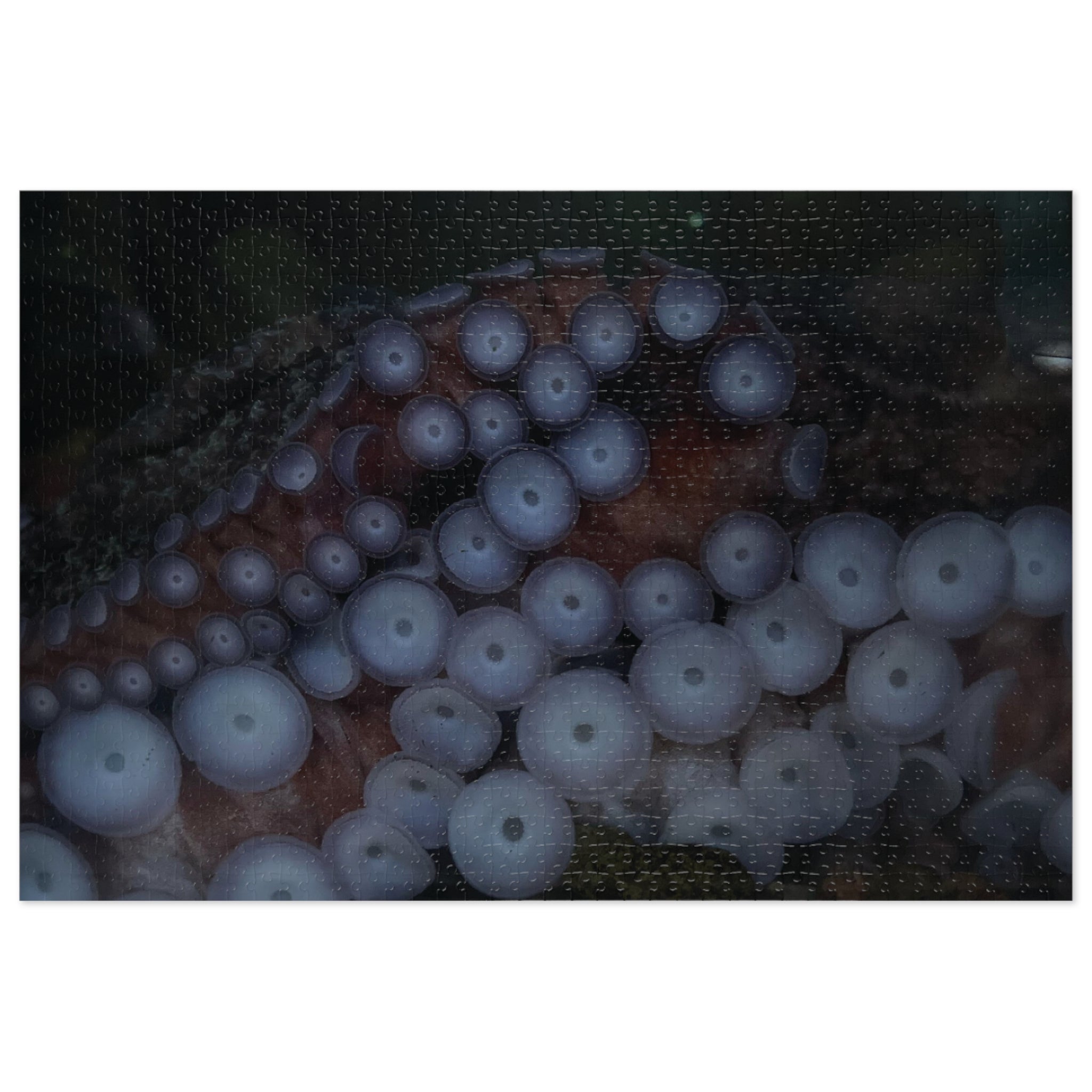 Octopus Suckers Jigsaw Puzzle with Tin — Marine Life Ocean Decor Gift