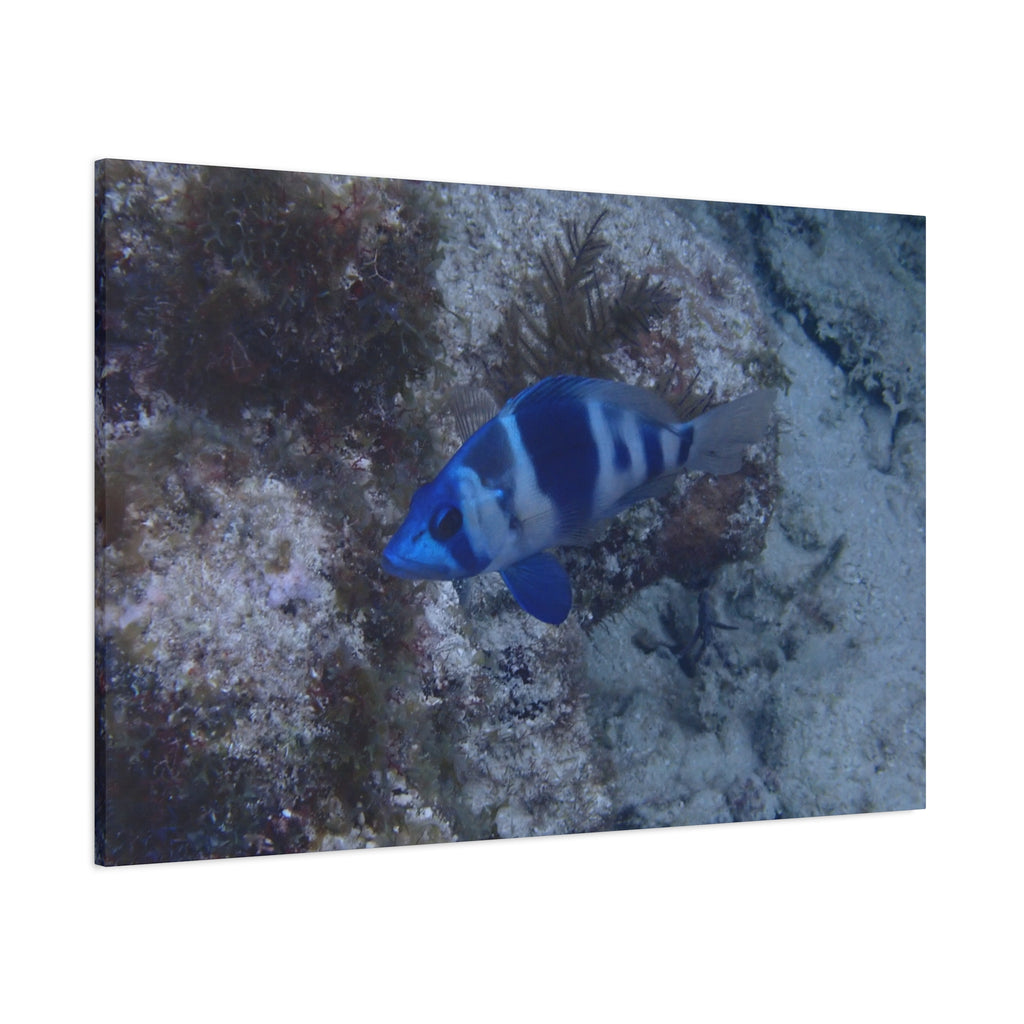 Indigo Hamlet Canvas Print — Underwater Matte Stretched Wall Art