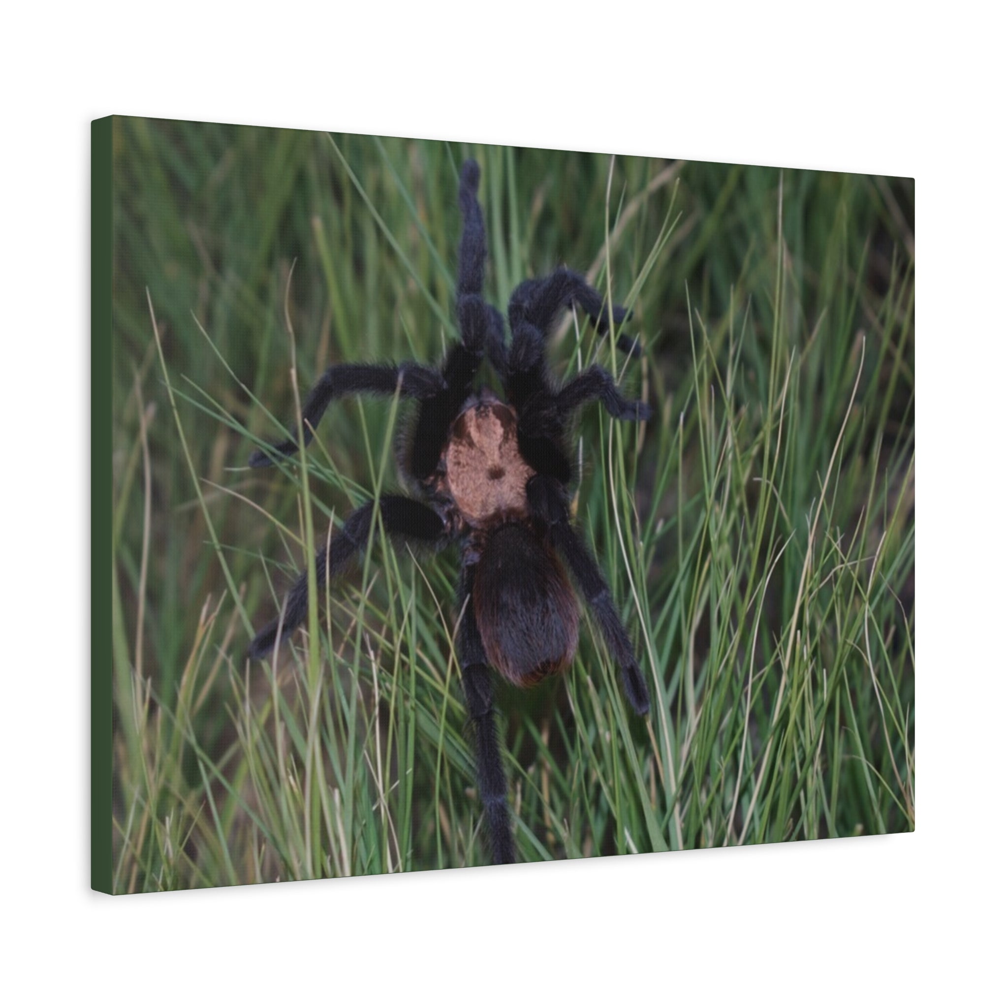Roaming Tarantula Wall Art Canvas - Realistic Spider Photography on Matte Stretched Canvas