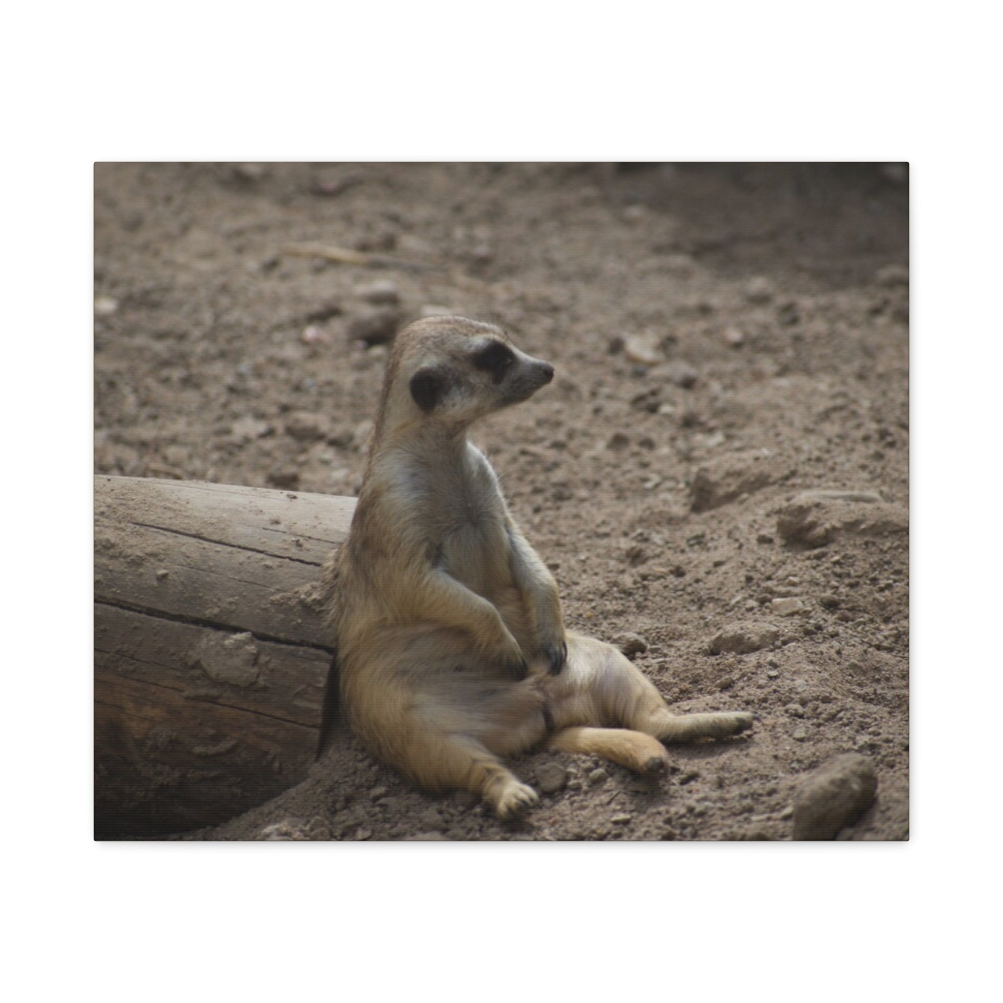 Relaxed Meerkat Matte Canvas Wall Art — Cute Animal Photo Print