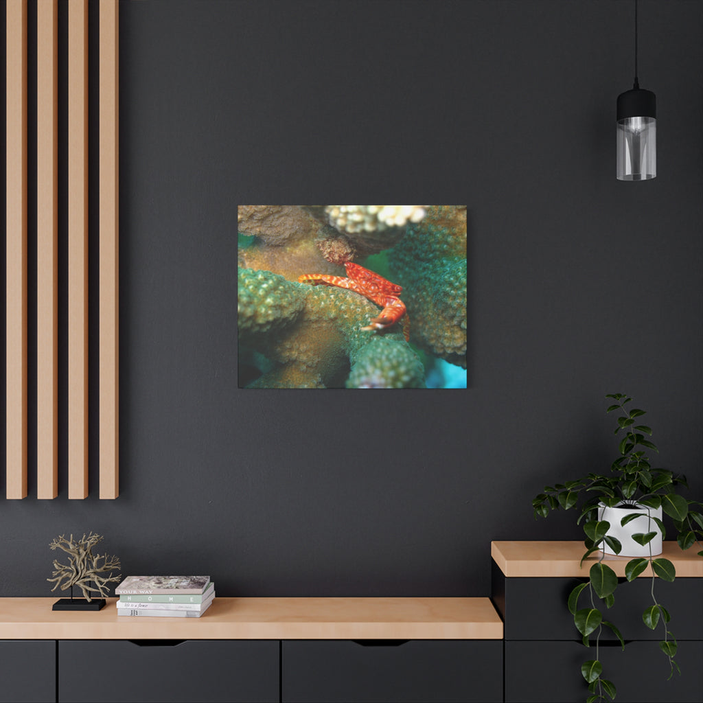 Coral Reef Crab Matte Canvas Print — Underwater Marine Wall Art