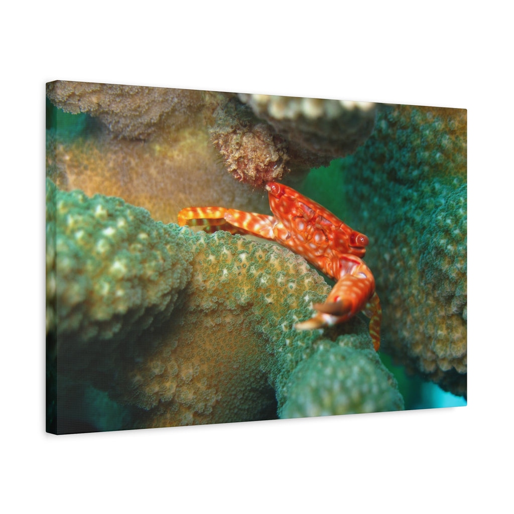 Coral Reef Crab Matte Canvas Print — Underwater Marine Wall Art