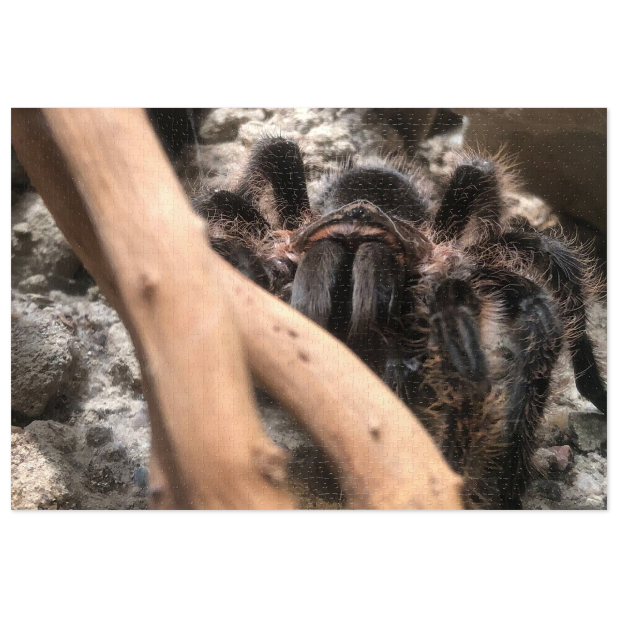 Tarantula Jigsaw Puzzle with Tin – Realistic Arachnid Puzzle for Enthusiasts
