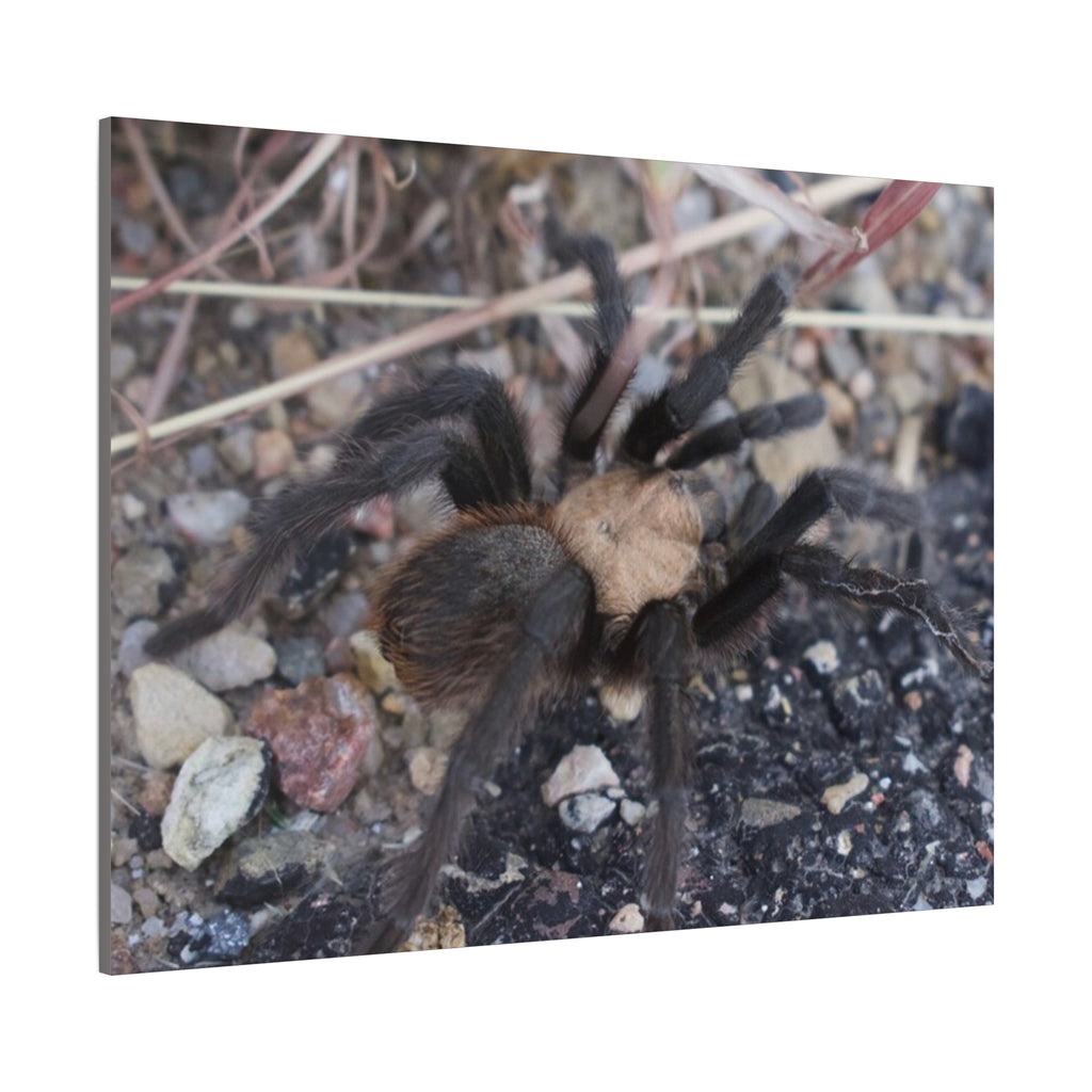 Tarantula Canvas Print — Matte Stretched Wall Art