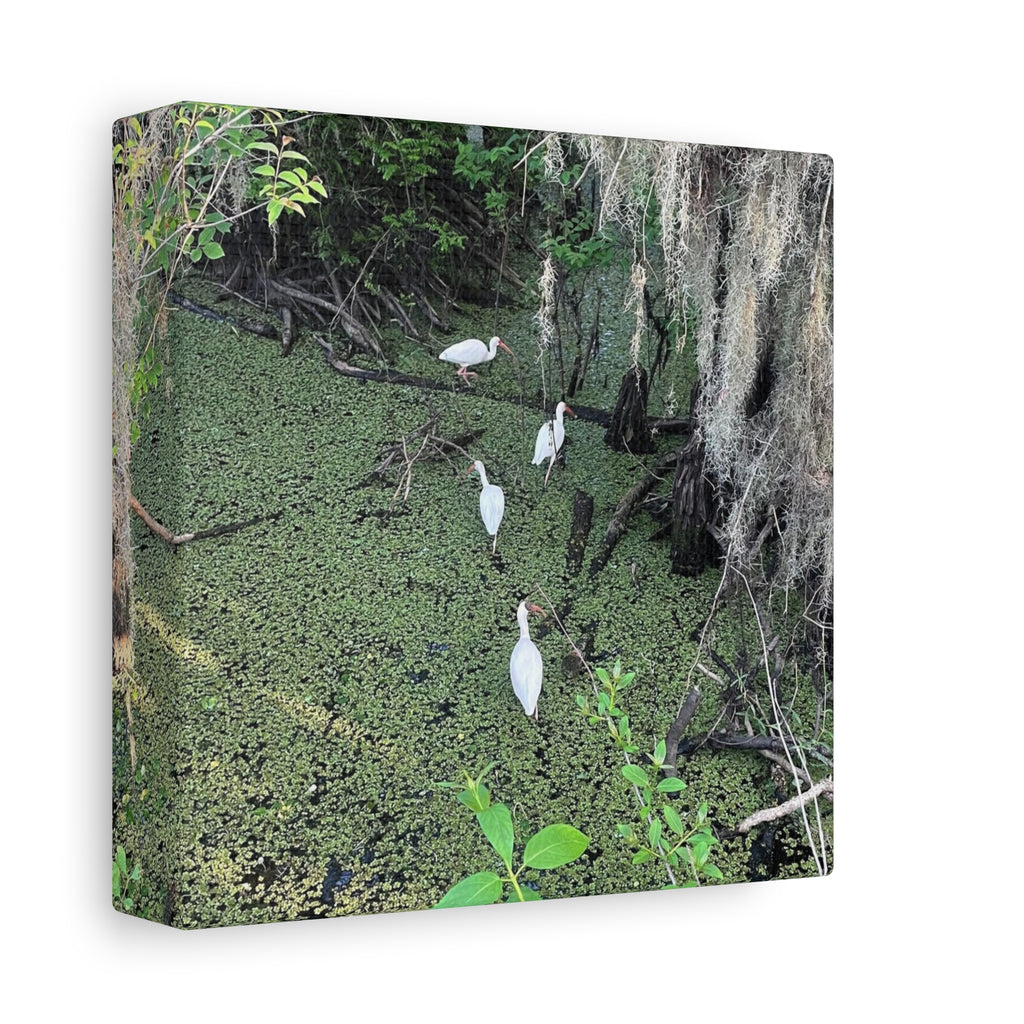 Swamp Egrets Canvas Print — Matte Stretched Nature Wall Art