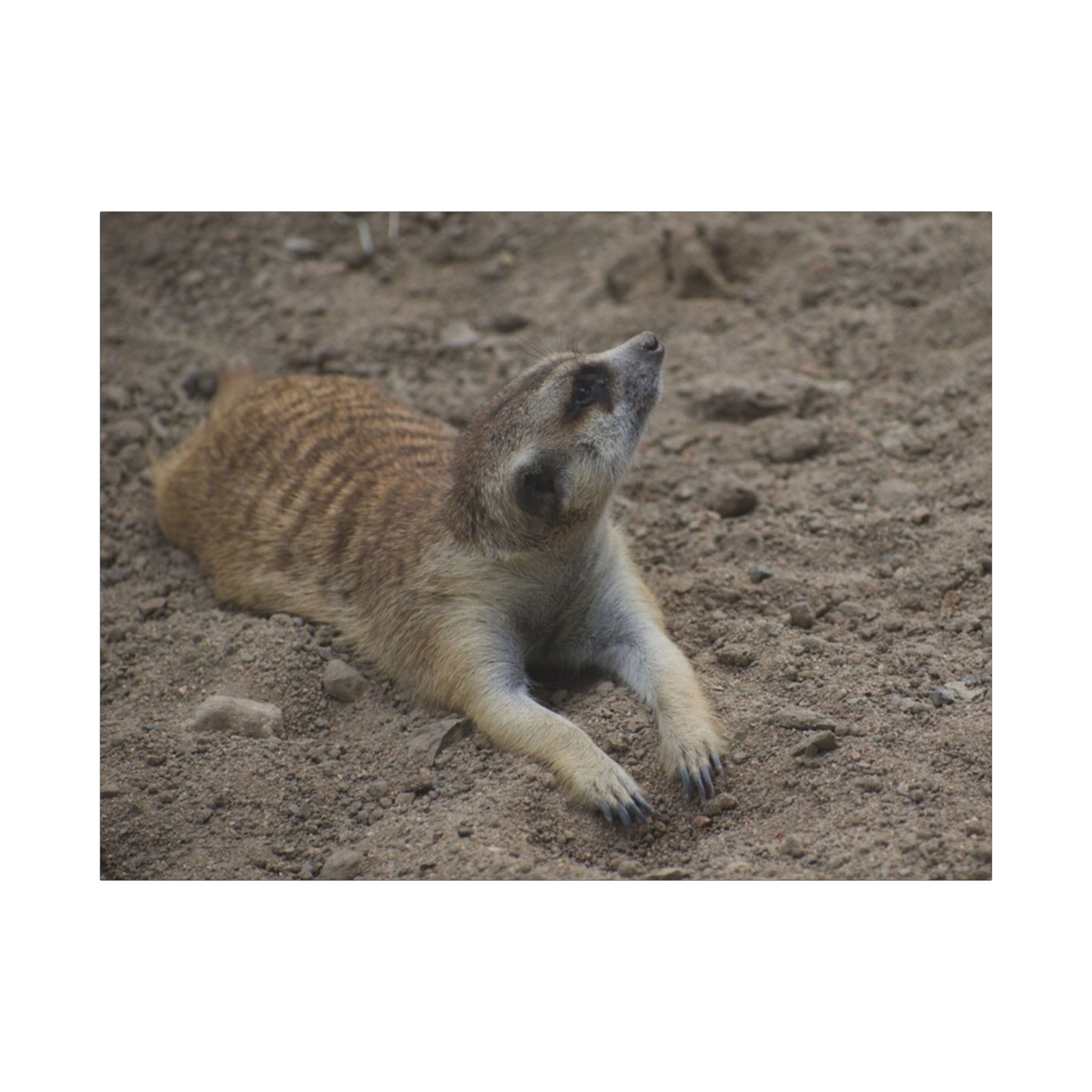 Meerkat Stretch Canvas Wall Art – Relaxed Desert Wildlife Print