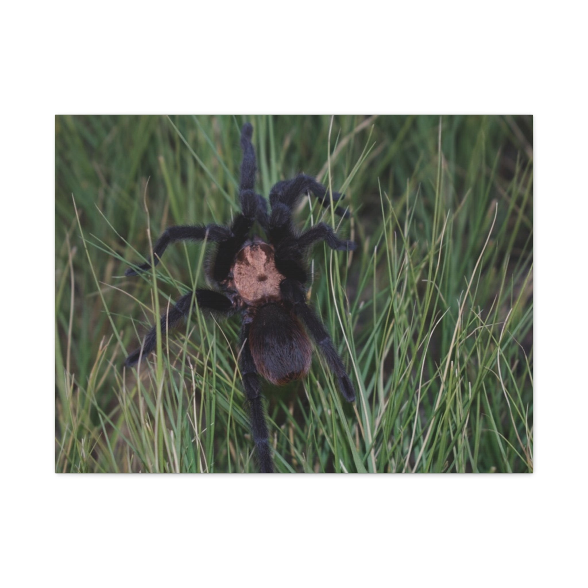 Roaming Tarantula Wall Art Canvas - Realistic Spider Photography on Matte Stretched Canvas