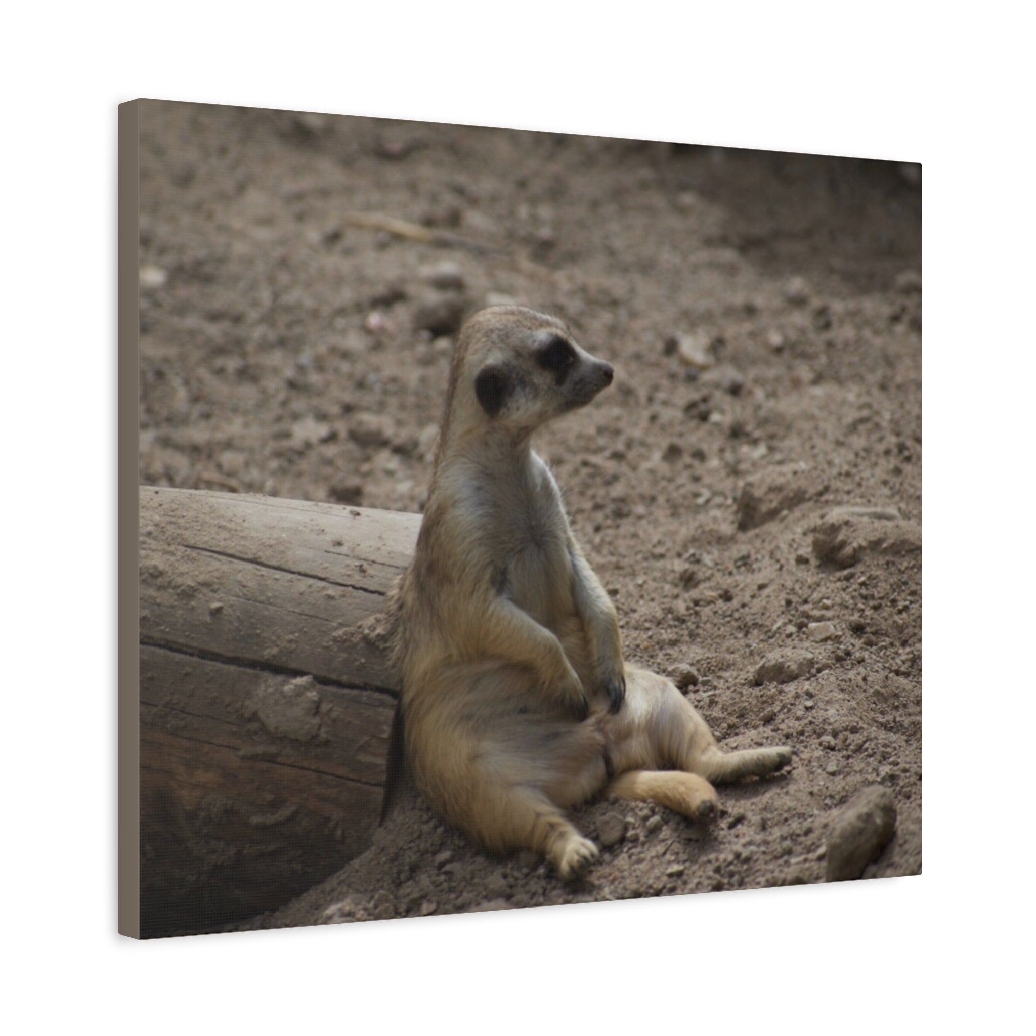 Relaxed Meerkat Matte Canvas Wall Art — Cute Animal Photo Print