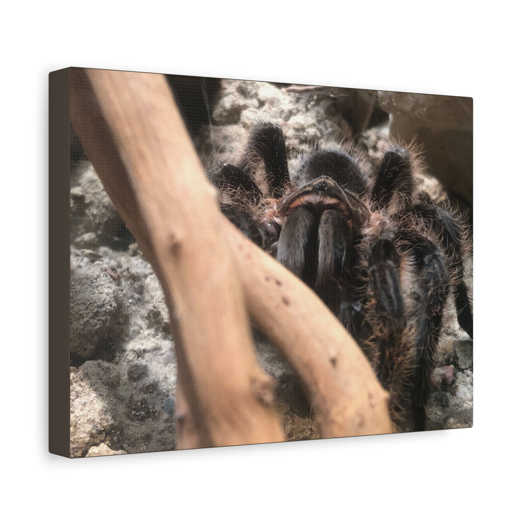 Tarantula Staredown Matte Canvas Print — Naturalistic Arachnid Wall Art