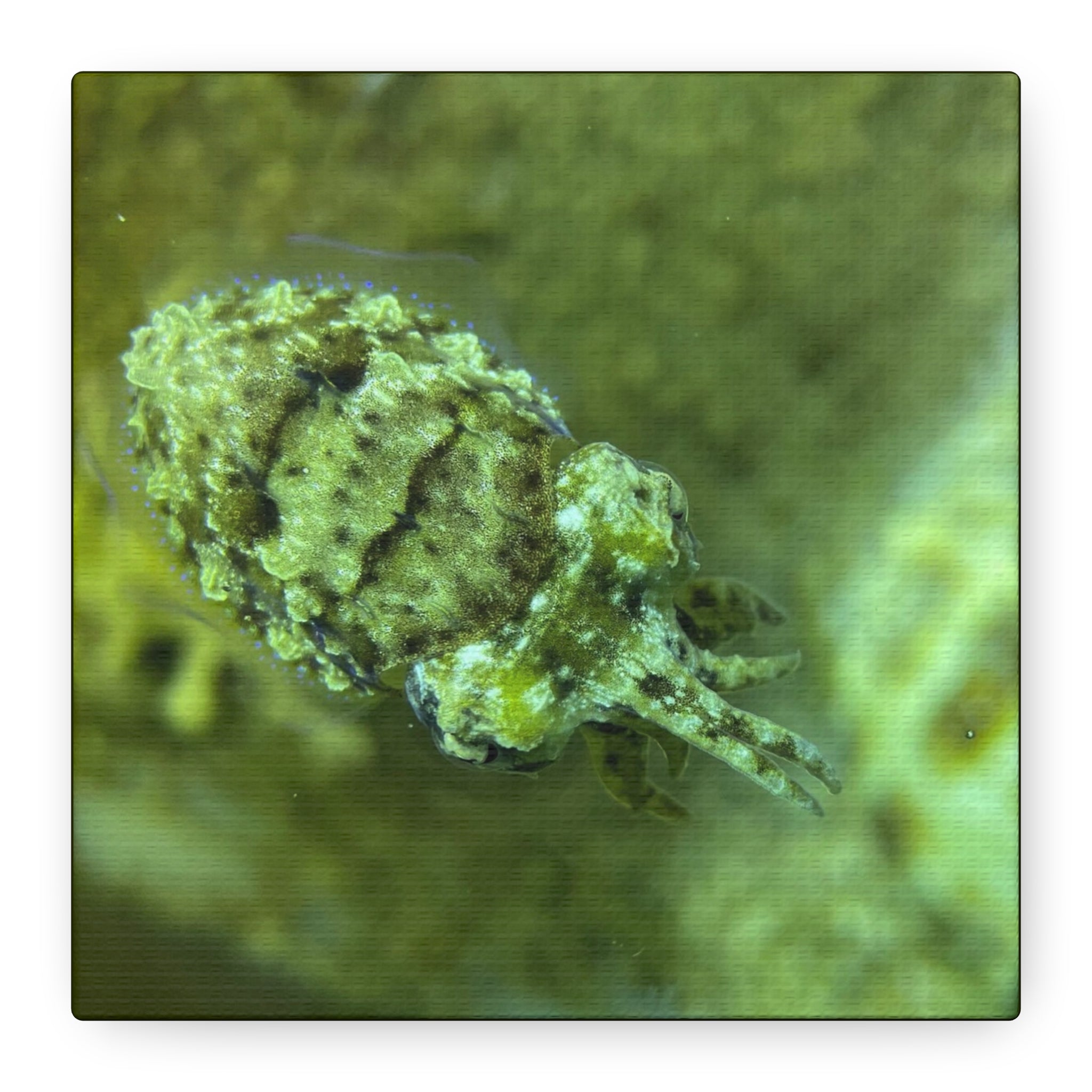 Dwarf Cuttlefish Canvas Print — Matte Stretched Sea Life Wall Art