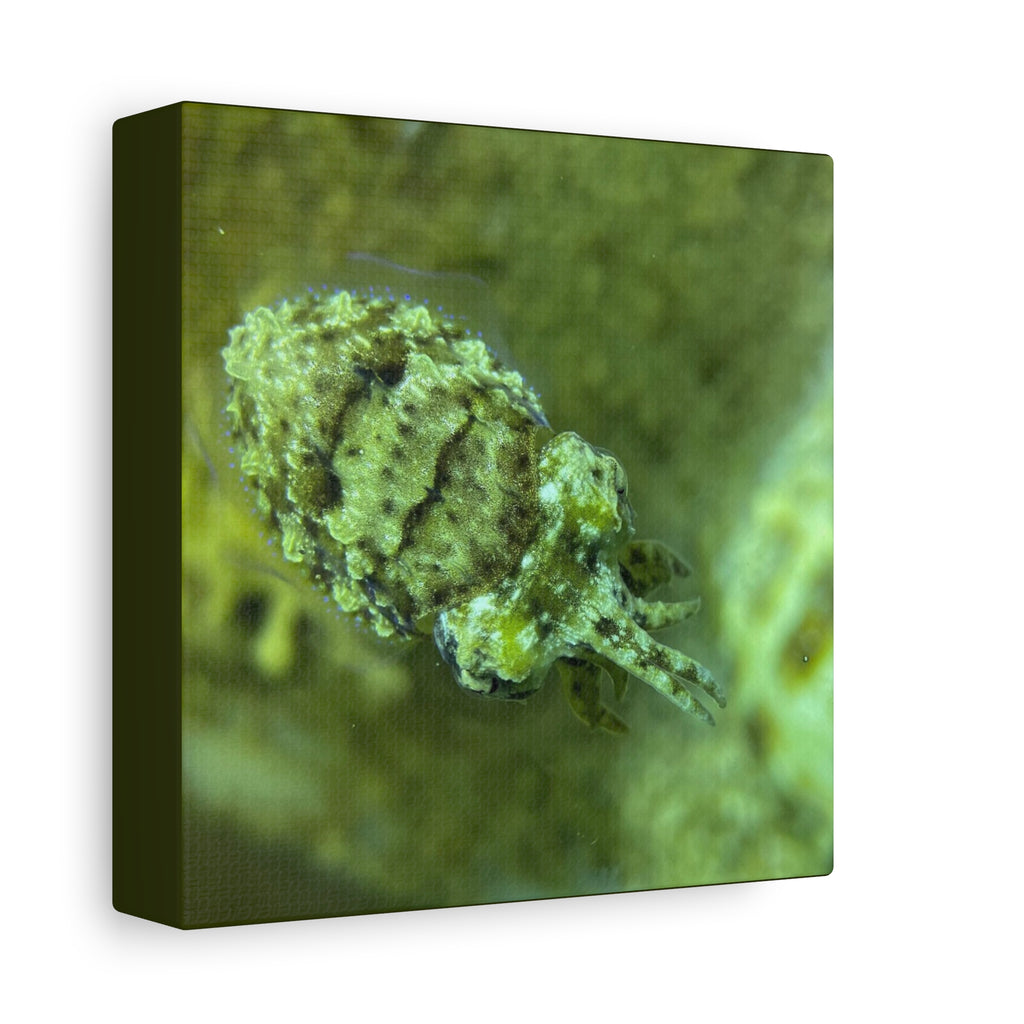 Dwarf Cuttlefish Canvas Print — Matte Stretched Sea Life Wall Art