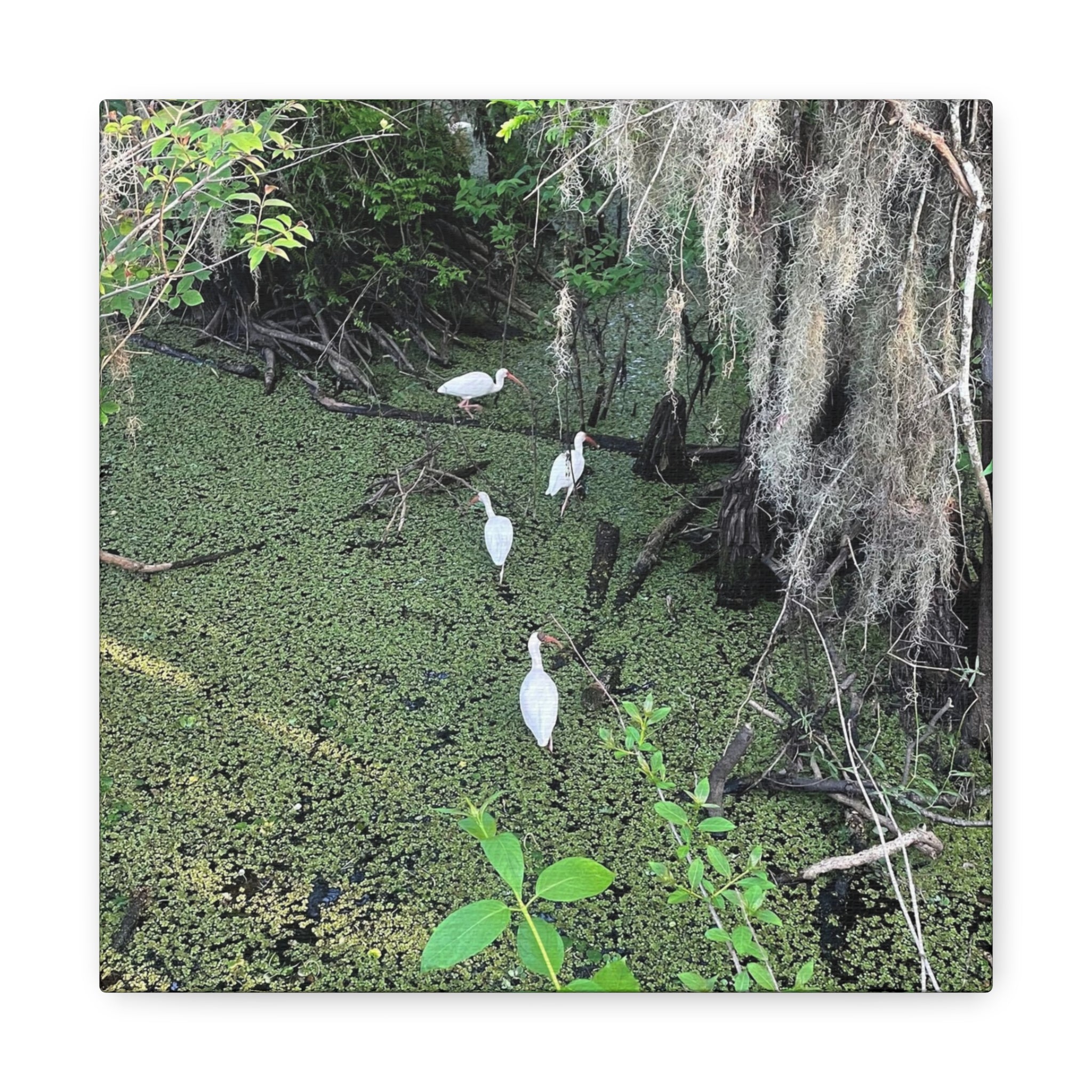 Swamp Egrets Canvas Print — Matte Stretched Nature Wall Art
