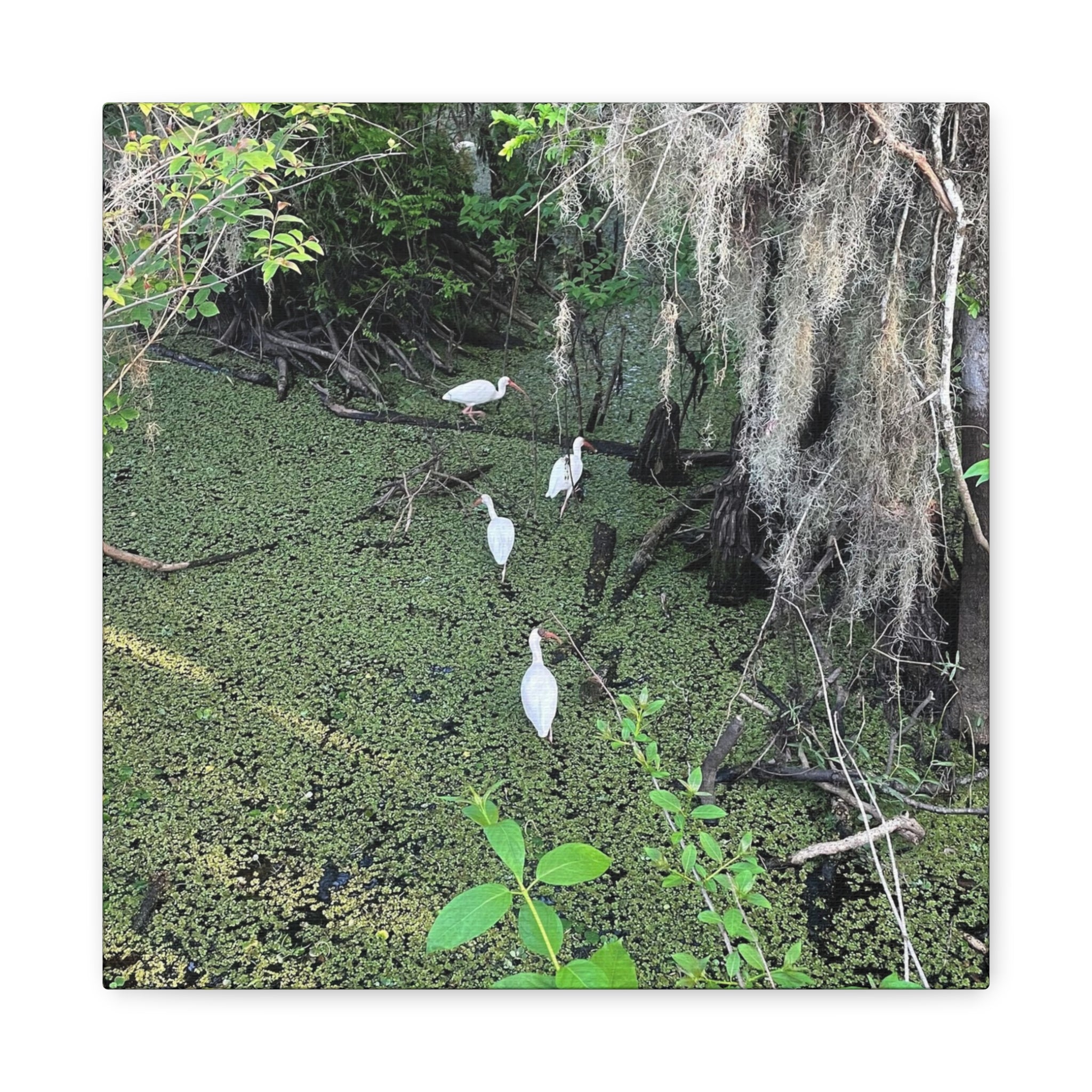 Swamp Egrets Canvas Print — Matte Stretched Nature Wall Art