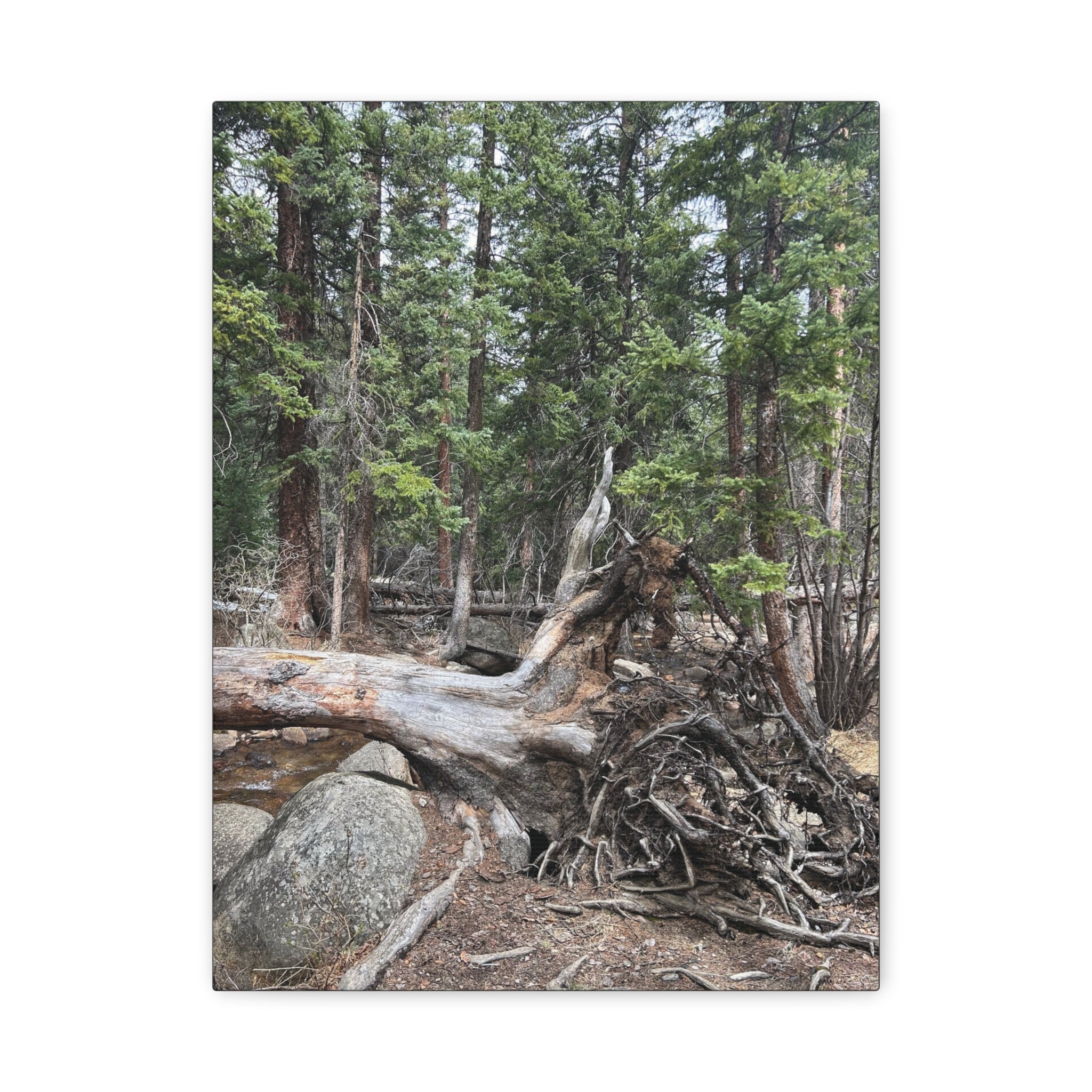 Forest Rootscape Matte Canvas Print — Stretched Wall Art