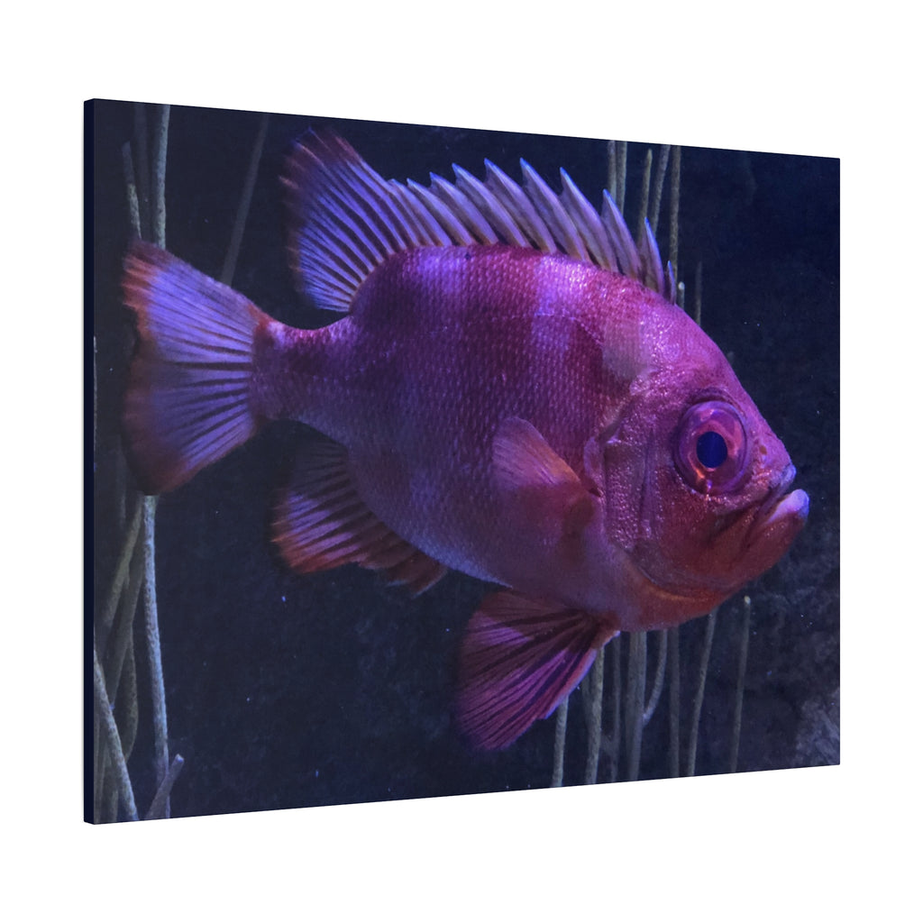 Popeye Catalufa Canvas Print — Vibrant Ocean Wall Art