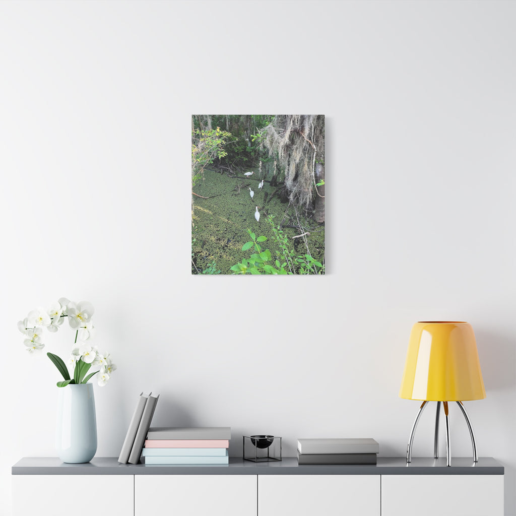 Swamp Egrets Canvas Print — Matte Stretched Nature Wall Art