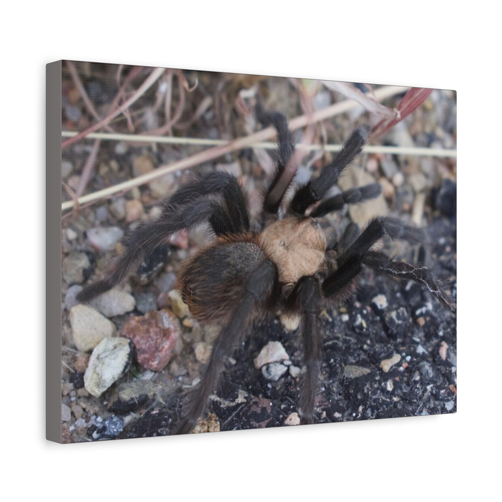 Tarantula Canvas Print — Matte Stretched Wall Art