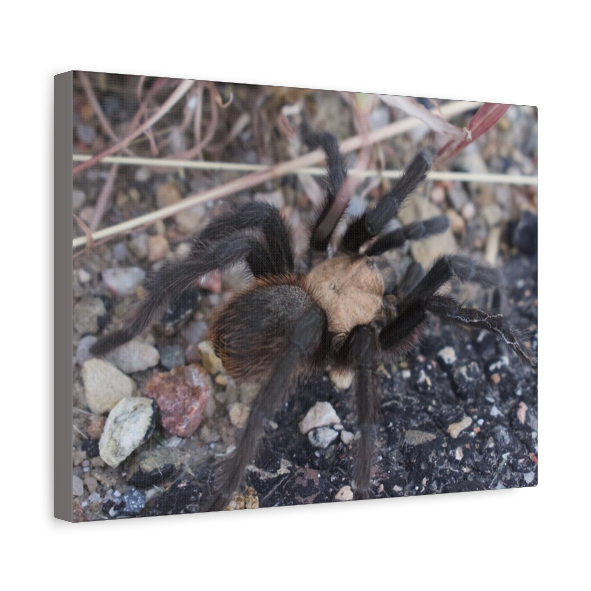 Tarantula Canvas Print — Matte Stretched Wall Art