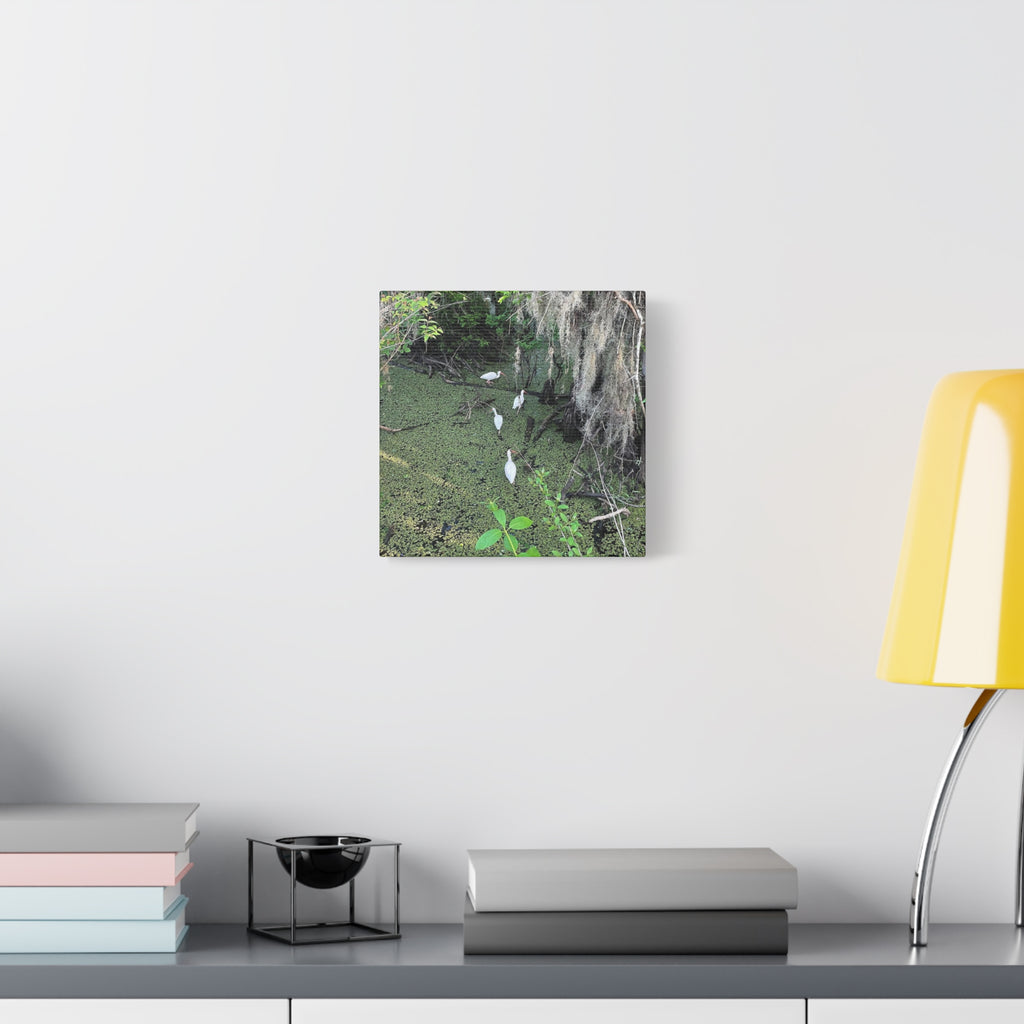 Swamp Egrets Canvas Print — Matte Stretched Nature Wall Art