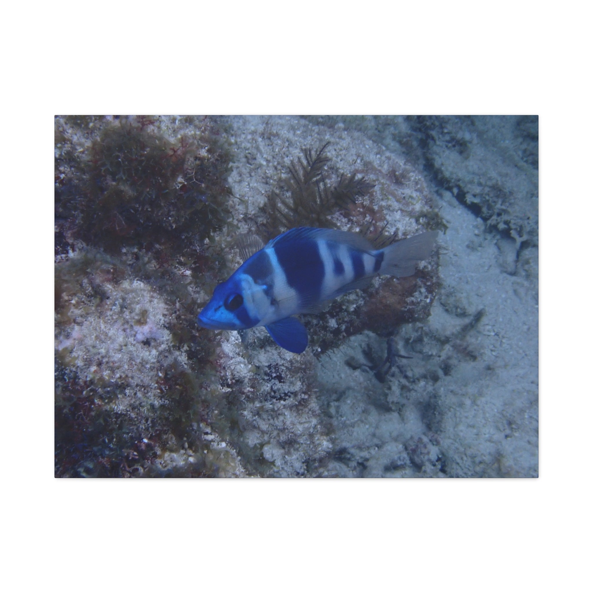 Indigo Hamlet Canvas Print — Underwater Matte Stretched Wall Art