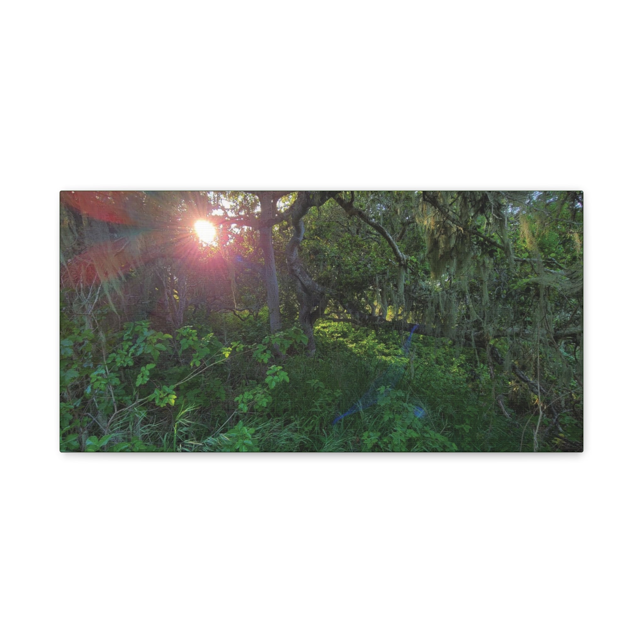Sunlit Mossy Forest Canvas — Matte Stretched Wall Art