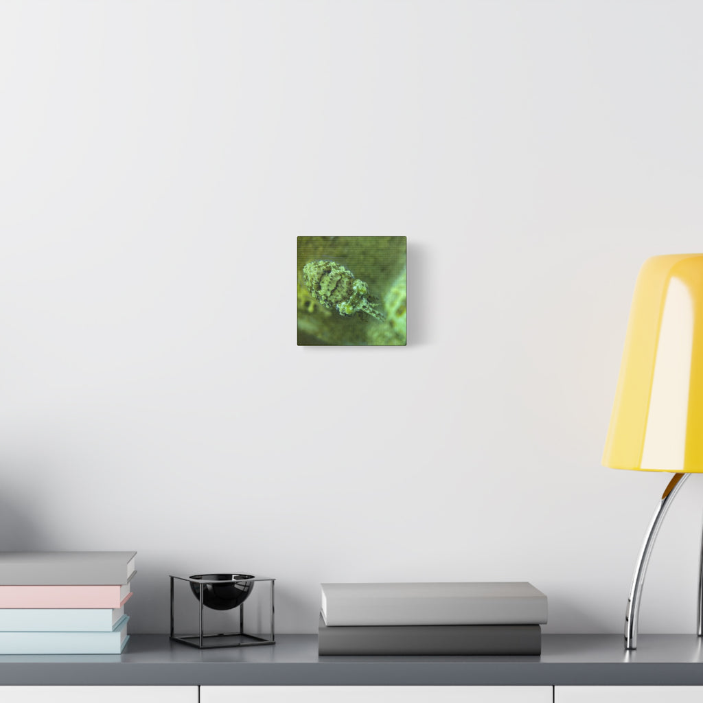 Dwarf Cuttlefish Canvas Print — Matte Stretched Sea Life Wall Art