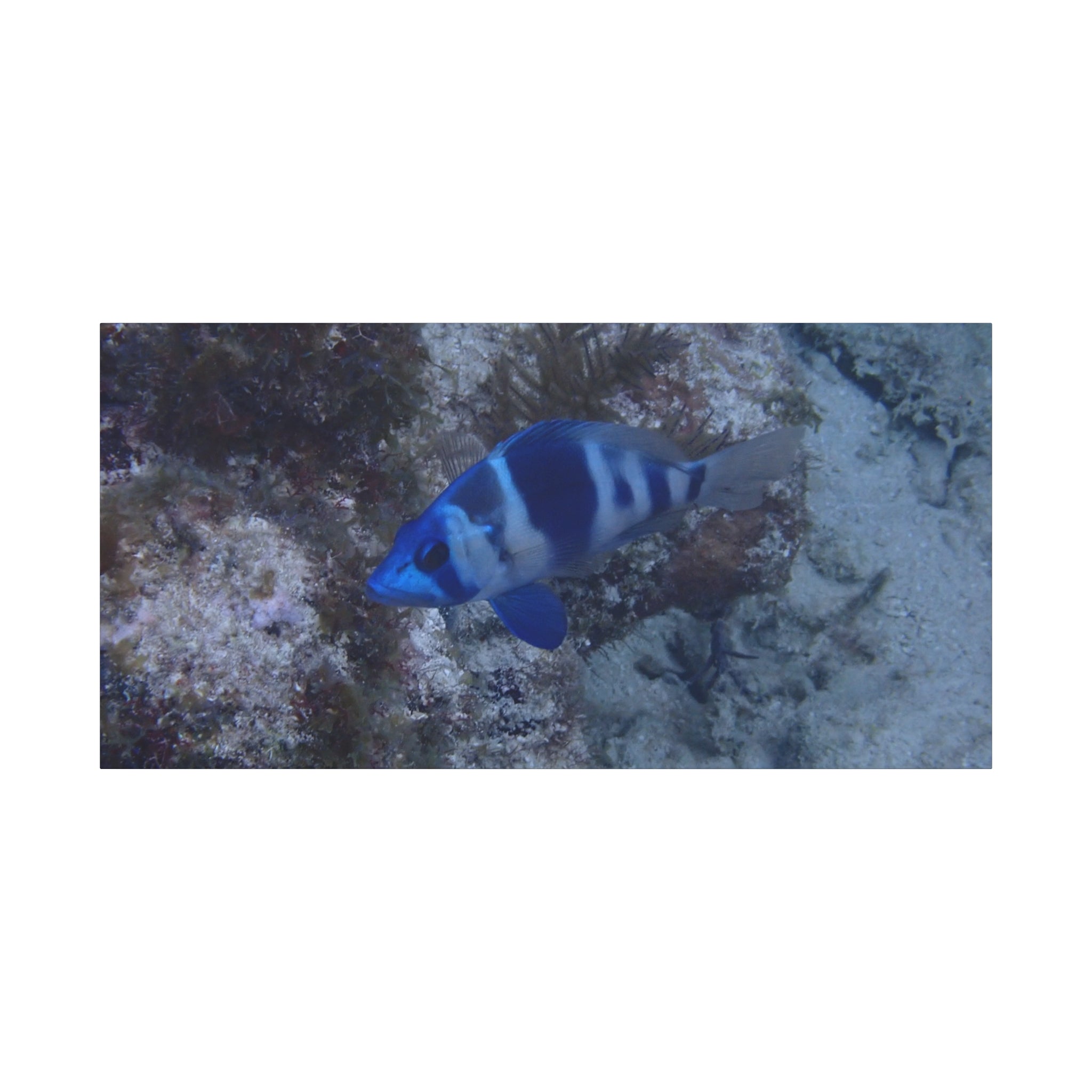 Indigo Hamlet Canvas Print — Underwater Matte Stretched Wall Art