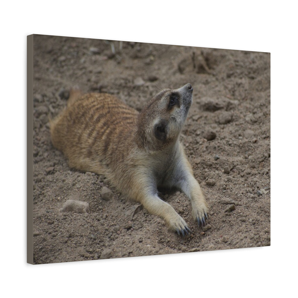 Meerkat Stretch Canvas Wall Art – Relaxed Desert Wildlife Print