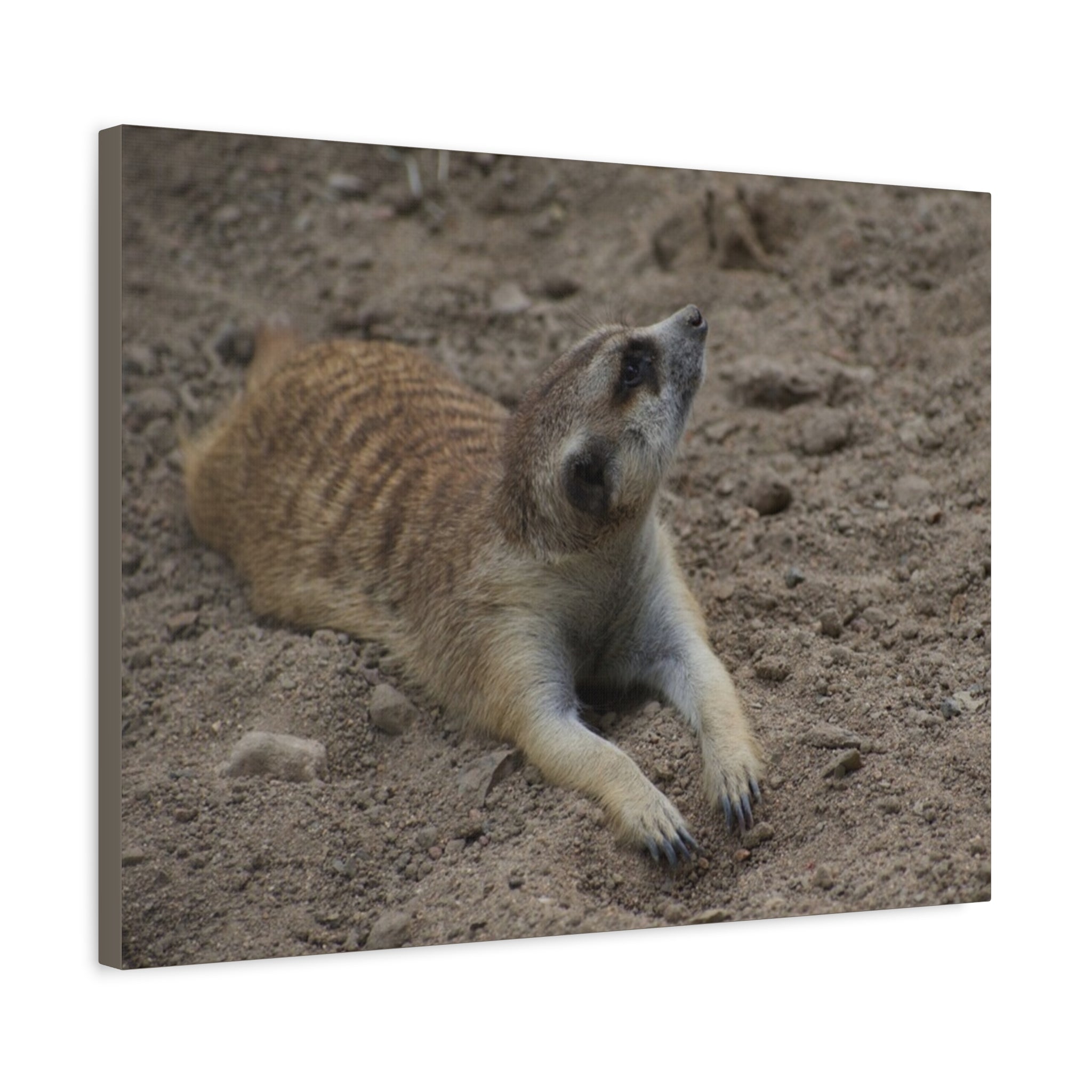 Meerkat Stretch Canvas Wall Art – Relaxed Desert Wildlife Print