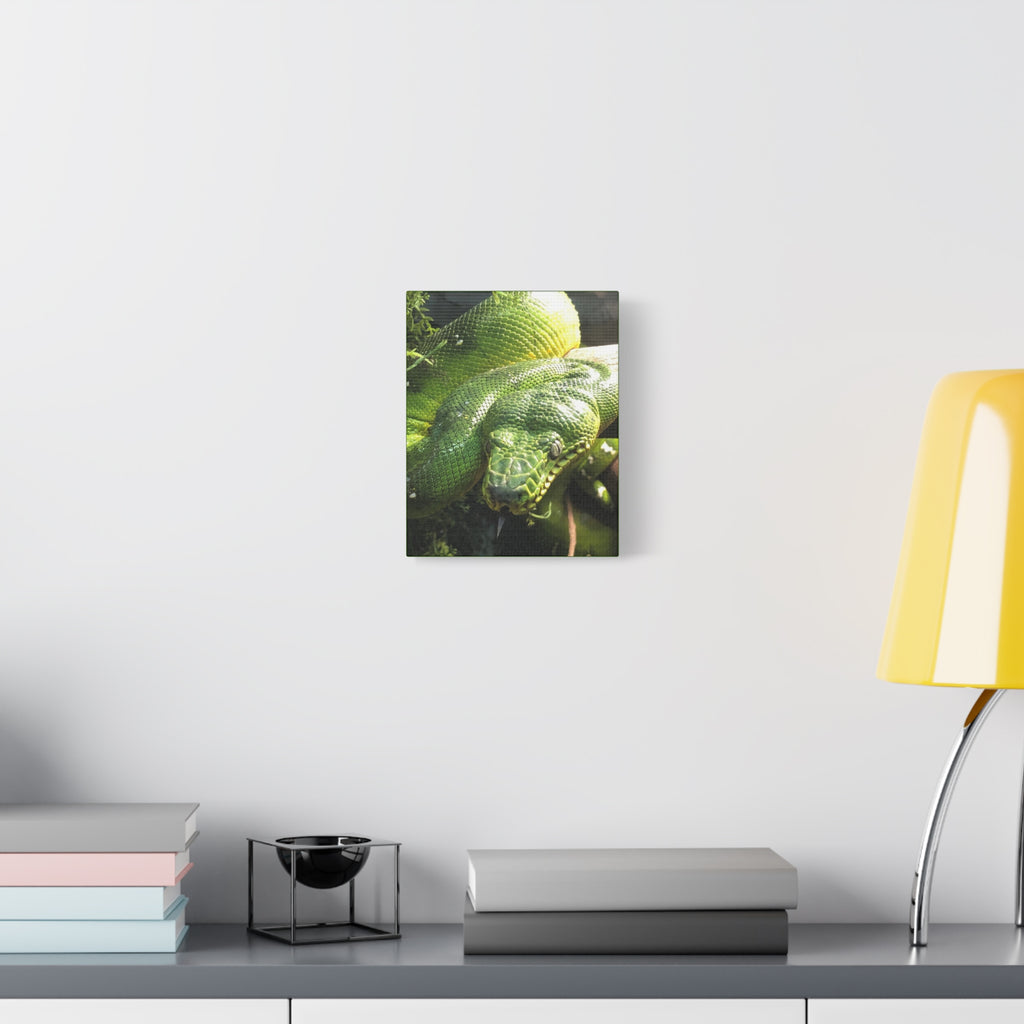 Green Tree Python Canvas Print — Tropical Snake Wall Art (Matte Stretched)