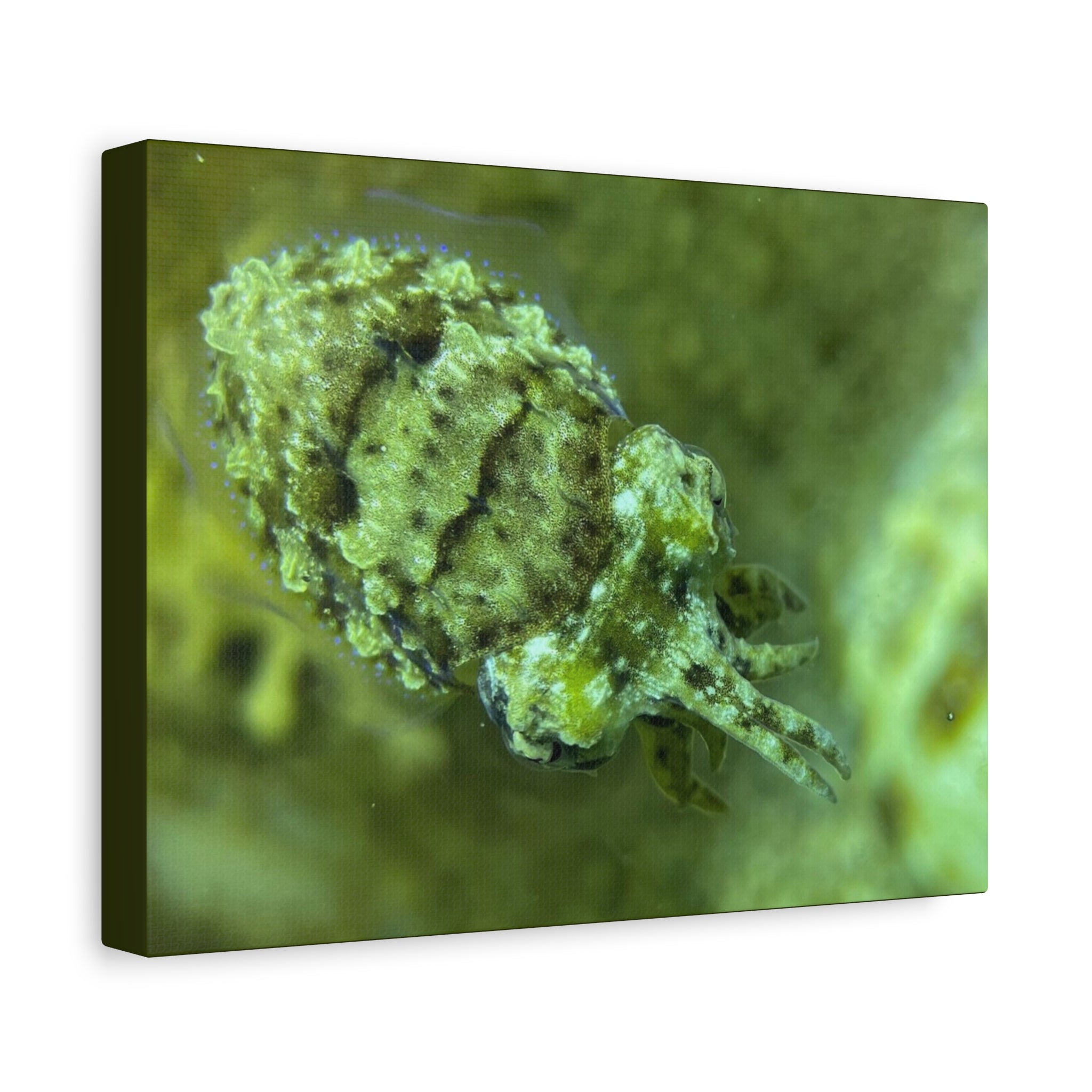 Dwarf Cuttlefish Canvas Print — Matte Stretched Sea Life Wall Art