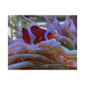 Clownfish Reef Jigsaw Puzzle — Puzzle with Tin Gift Box