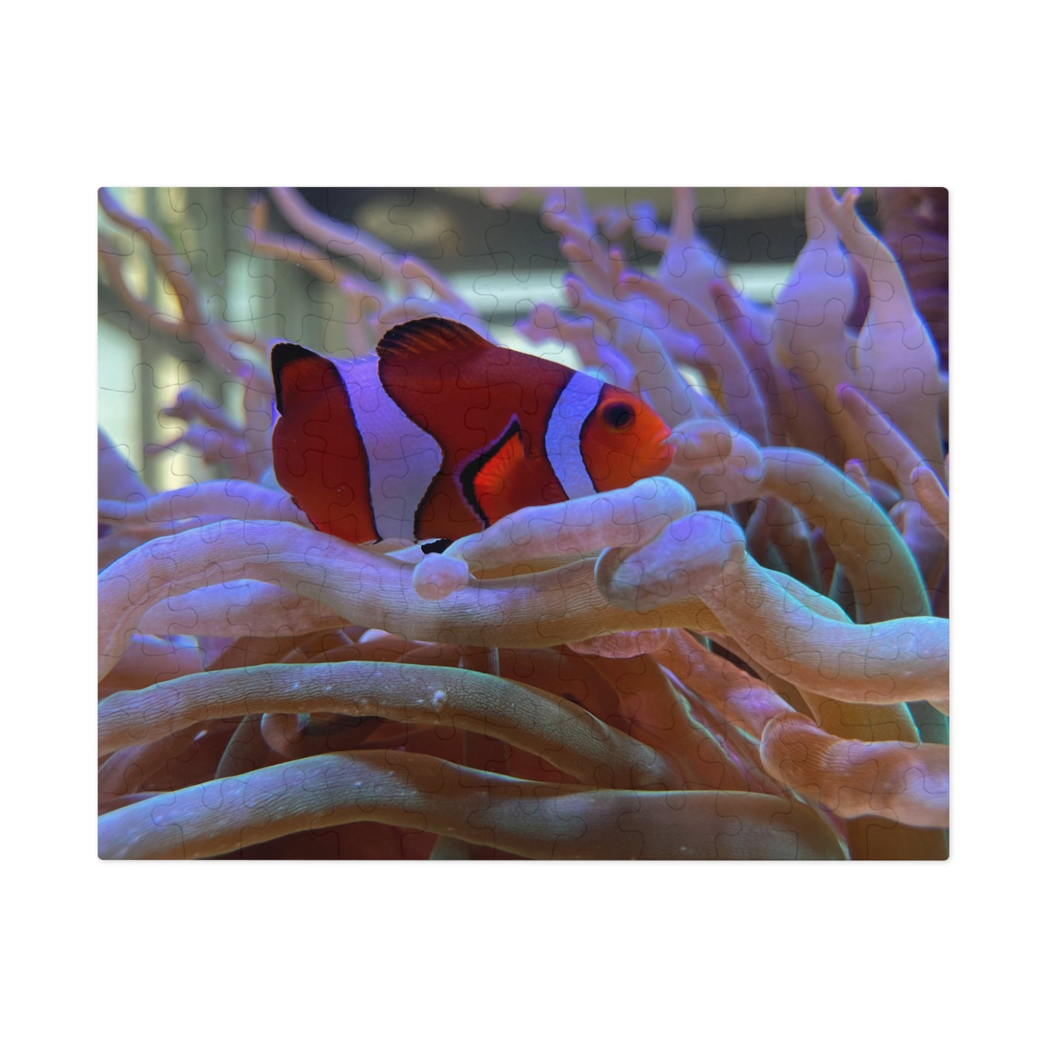 Clownfish Reef Jigsaw Puzzle — Puzzle with Tin Gift Box