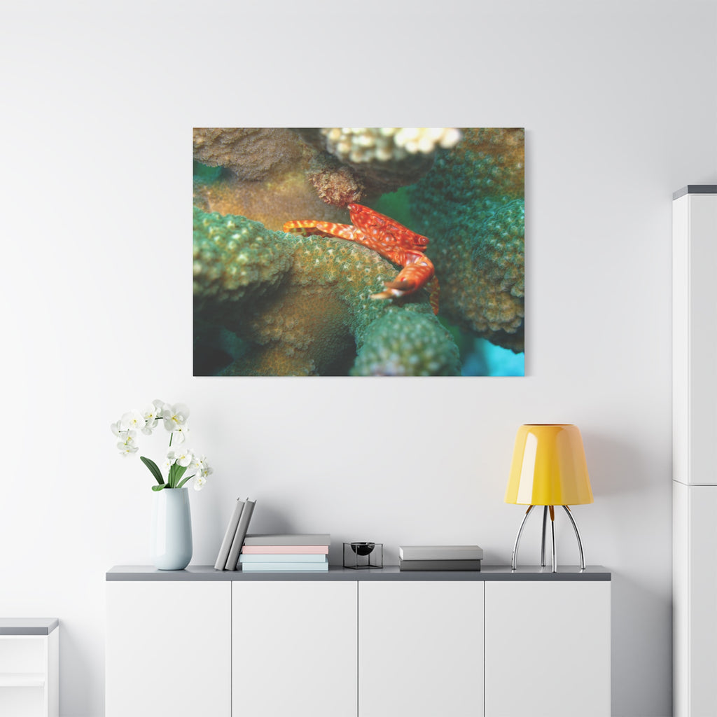 Coral Reef Crab Matte Canvas Print — Underwater Marine Wall Art