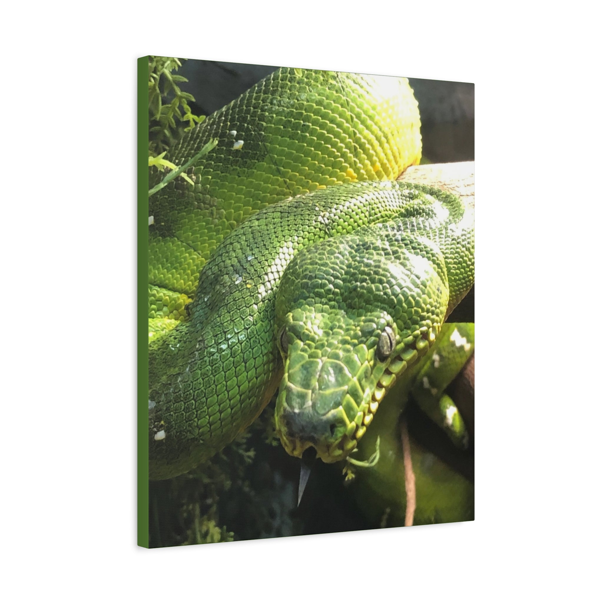 Green Tree Python Canvas Print — Tropical Snake Wall Art (Matte Stretched)